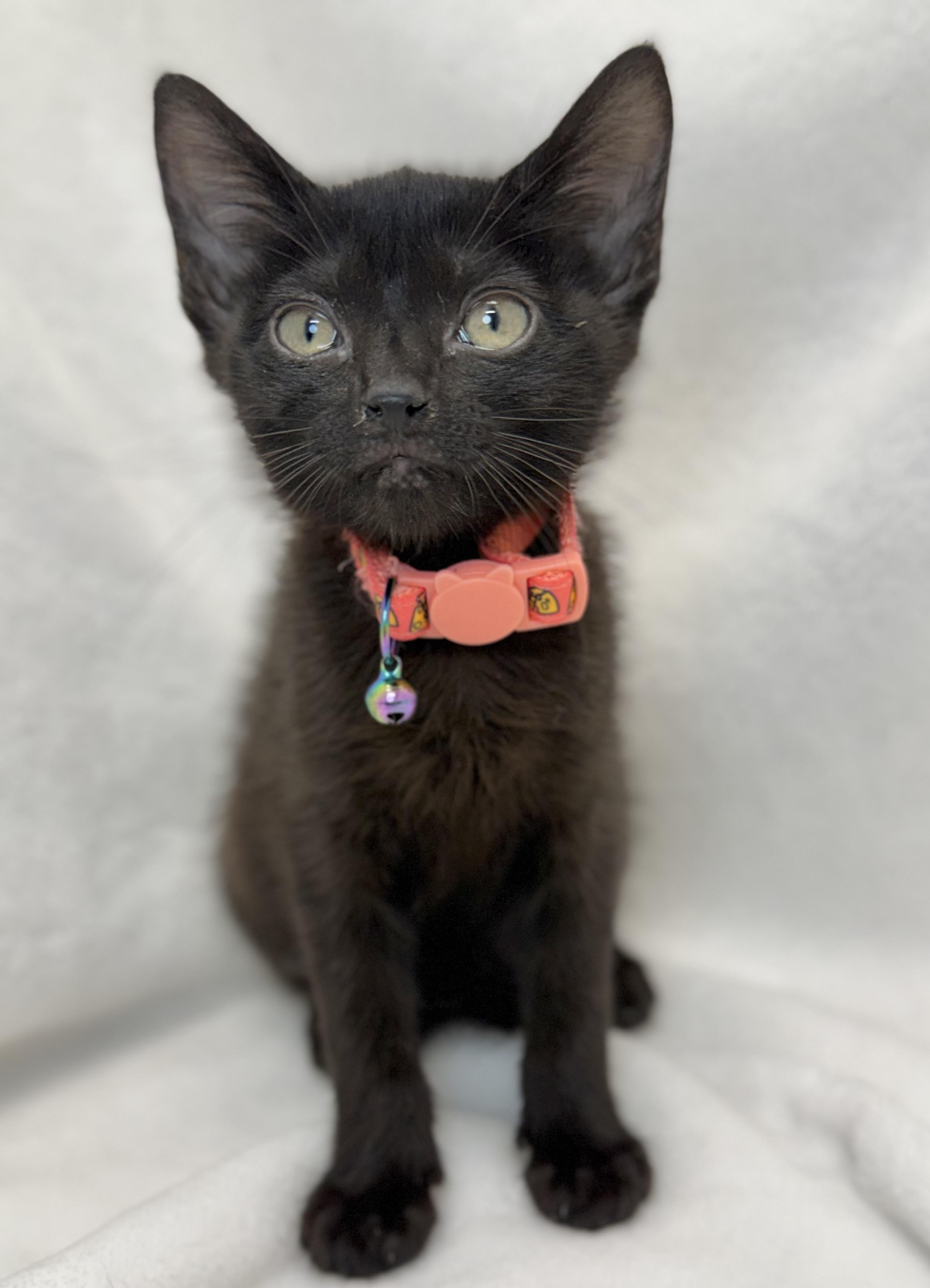 Sumatra, ADOPTABLE, Kitten Female Domestic Short Hair.