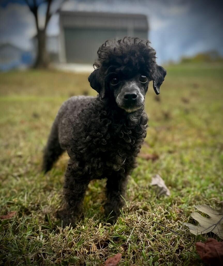 Valkyrie Aug 25 - In Foster in Raleigh, NC, Adoptable, Adult Female Poodle.