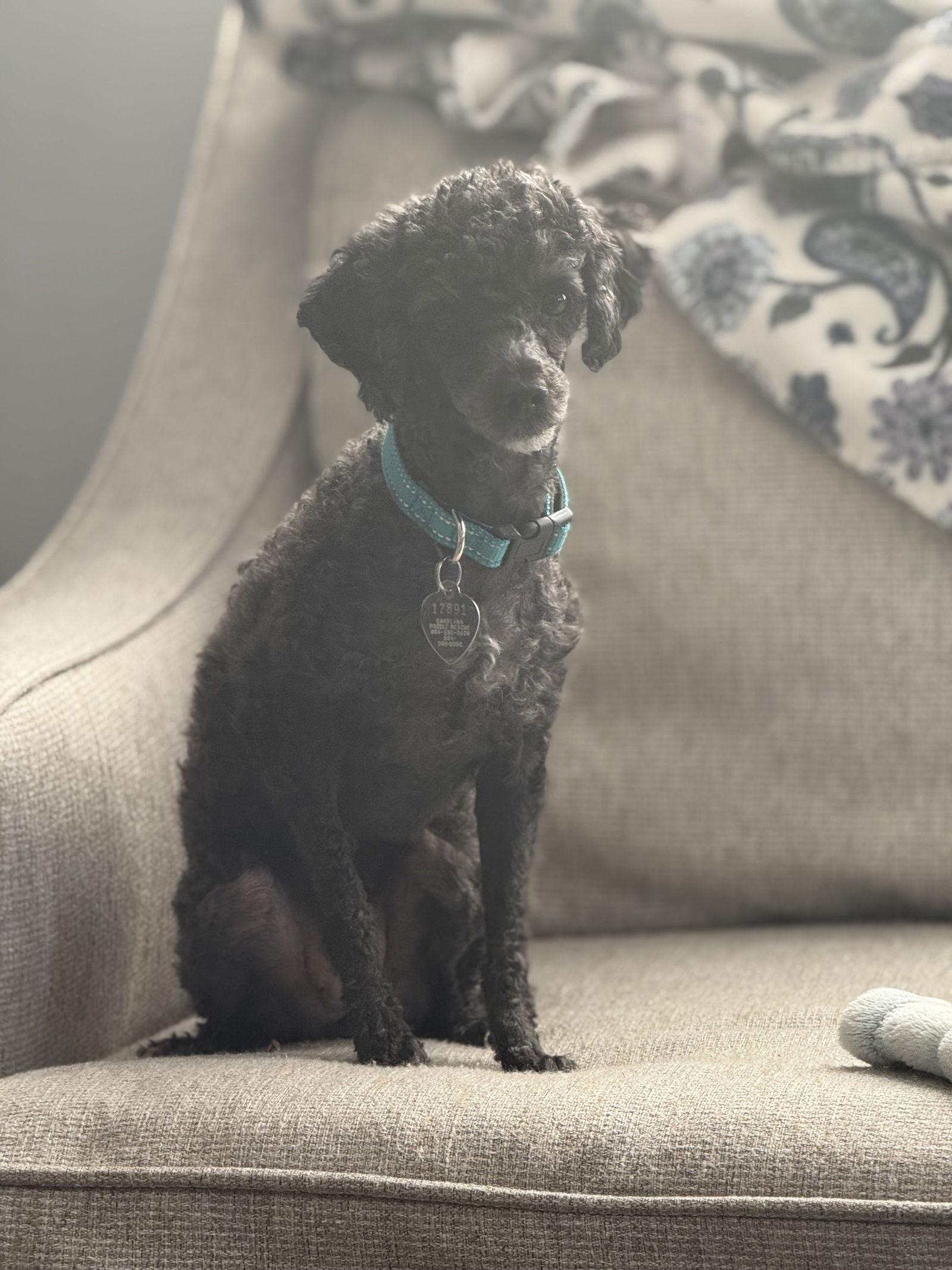 Enlarge Valkyrie Aug 25 - In Foster in Raleigh, NC, a Adoptable Poodle in Pacolet, SC image 2/3