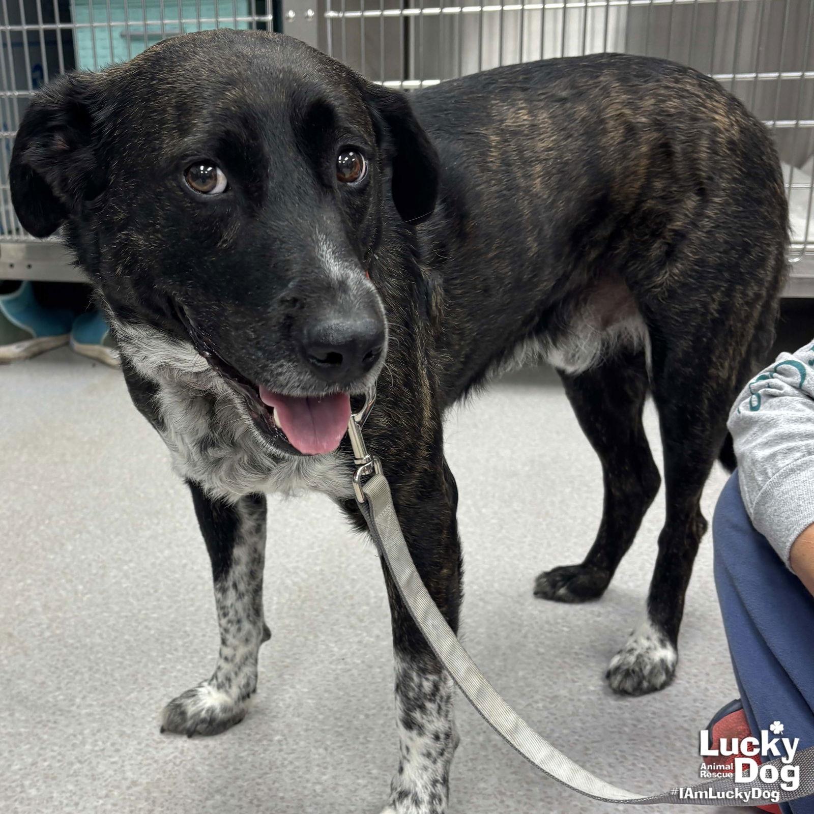 Enlarge Henry, a Adoptable mixed breed in Washington, DC image 1/3