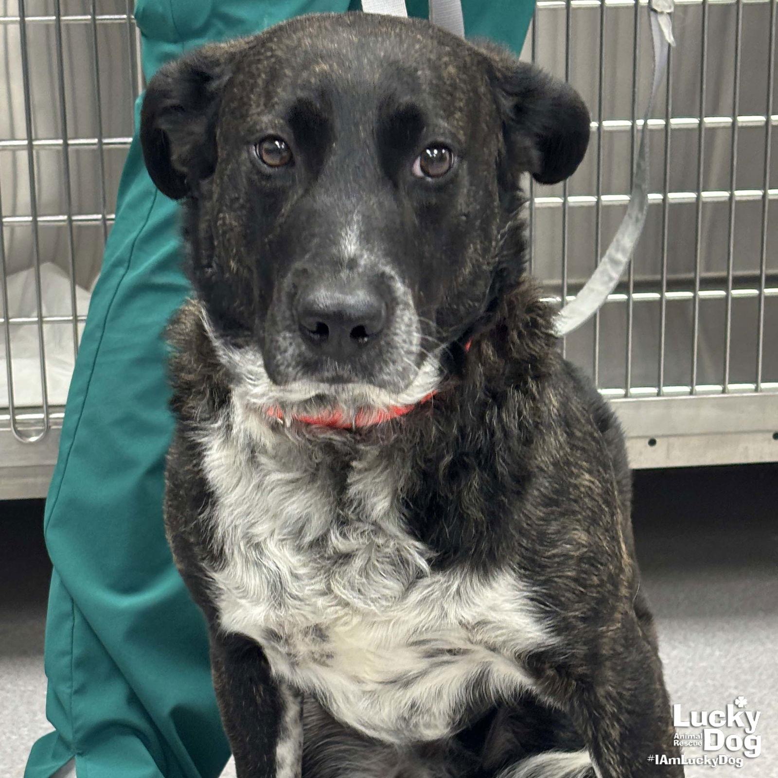 Enlarge Henry, a Adoptable mixed breed in Washington, DC image 2/3