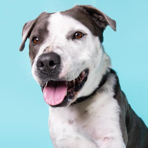 Enlarge SPOTS, a Adoptable Pit Bull Terrier in Camarillo, CA image 1/1