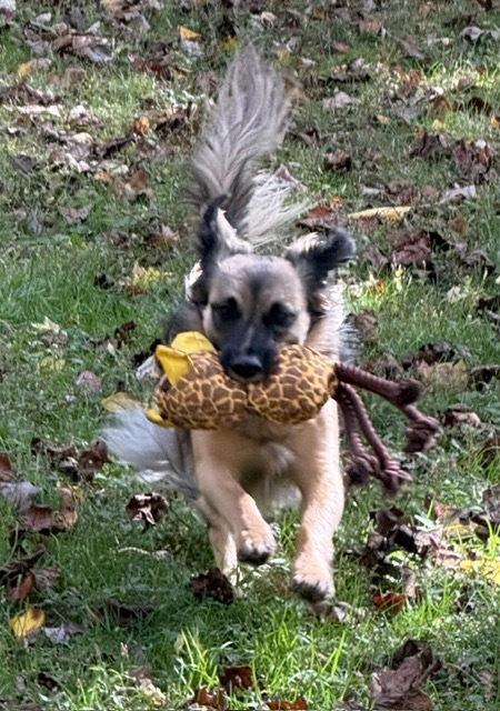 Mercedes, Adoptable, Adult Female Tibetan Spaniel.