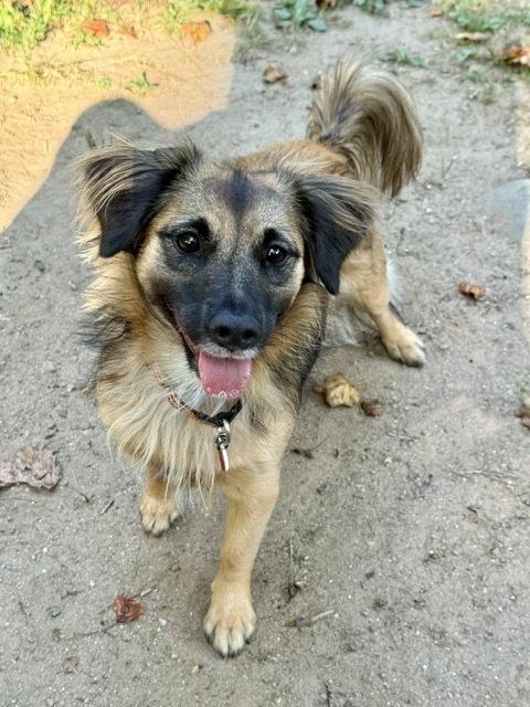 Enlarge Mercedes, a Adoptable mixed breed in Middletown, CT image 2/5