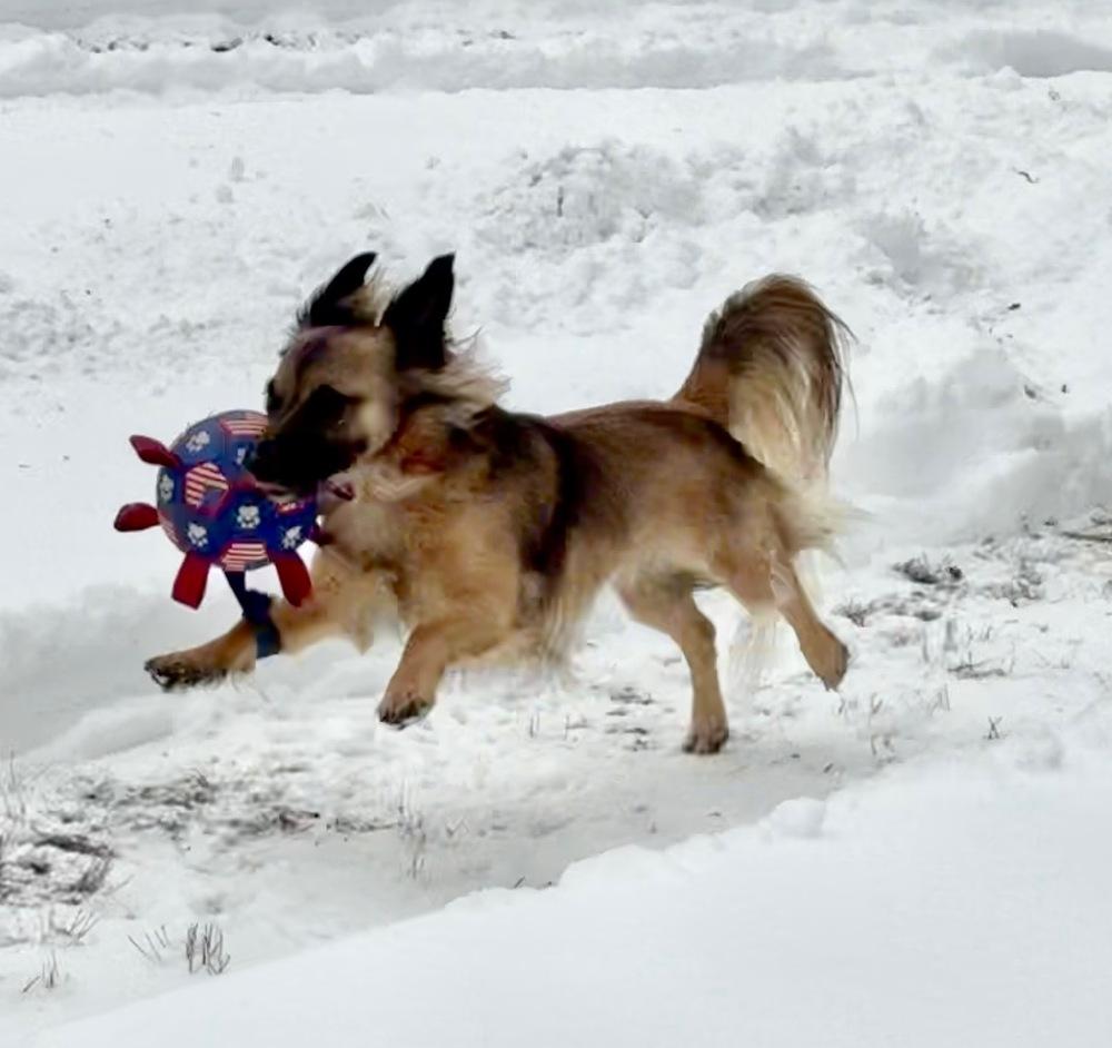 Enlarge Mercedes, a Adoptable mixed breed in Middletown, CT image 5/5