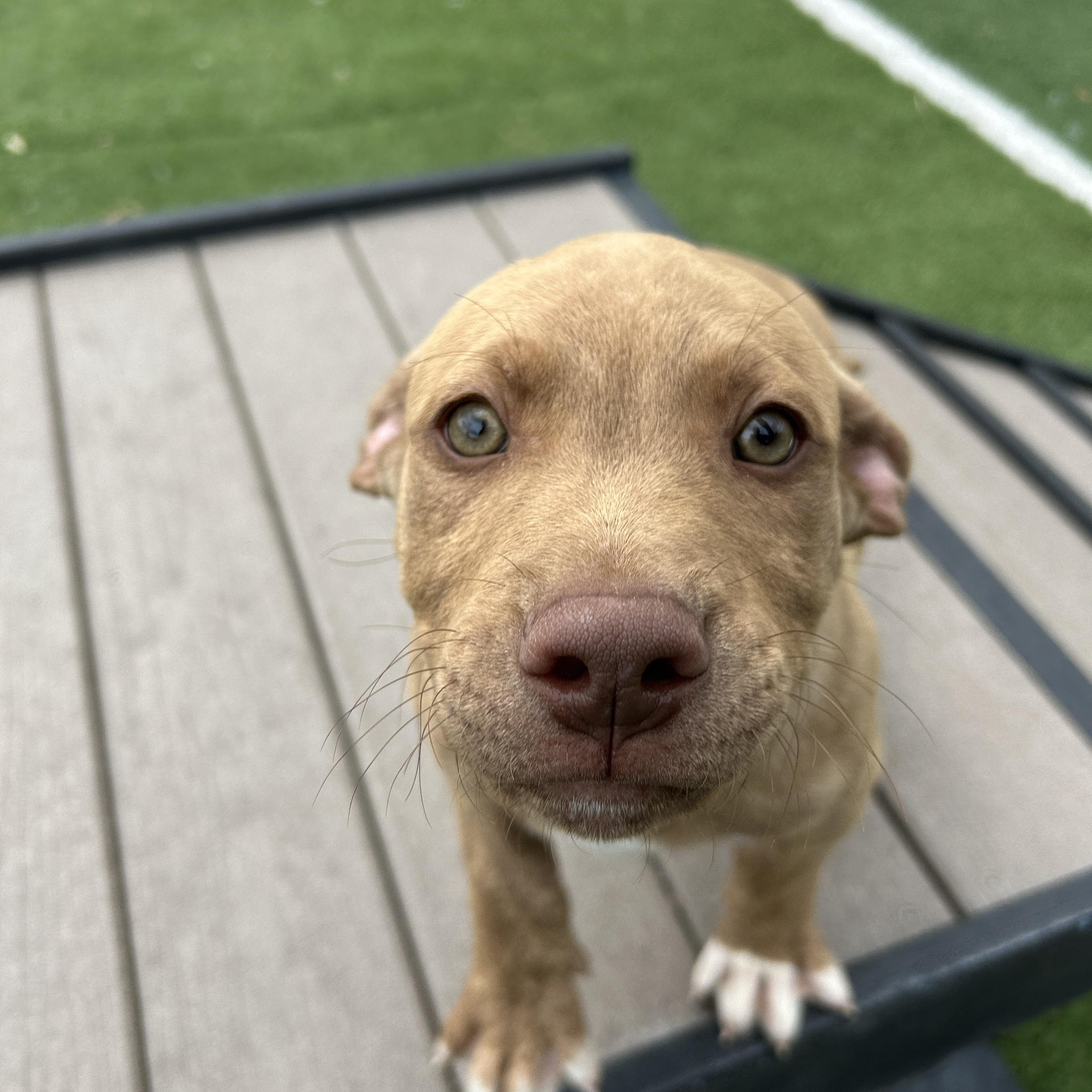 Enlarge Ted, a ADOPTABLE mixed breed in Seward, NE image 1/1