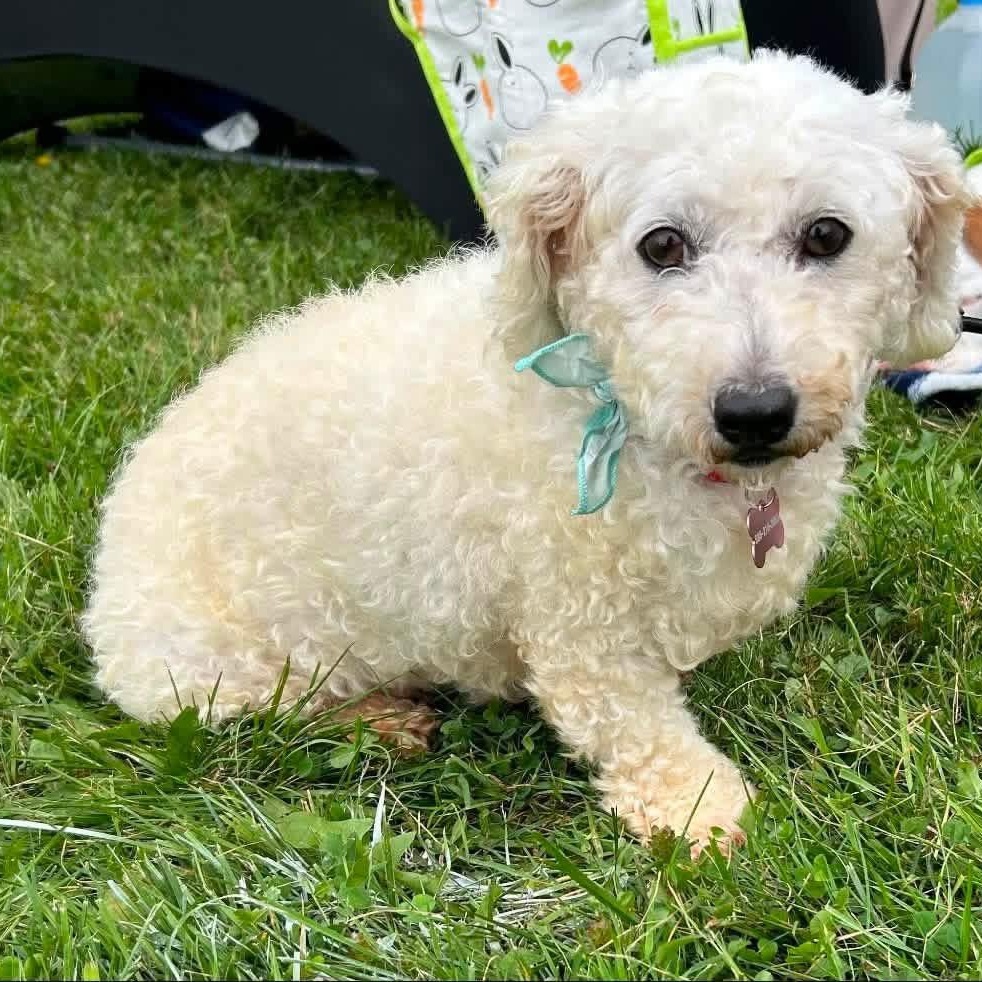 Enlarge Coco Chanel, a Adoptable Bichon Frise in Buffalo, NY image 4/6