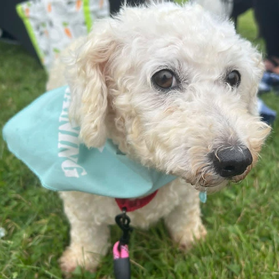 Enlarge Coco Chanel, a Adoptable Bichon Frise in Buffalo, NY image 6/6