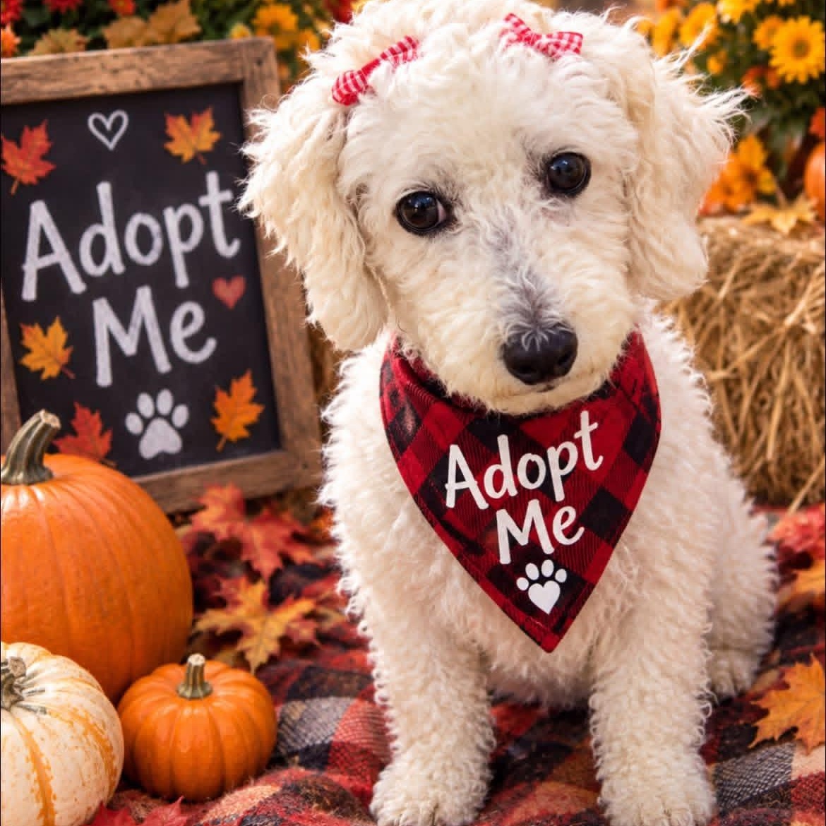 Enlarge Coco Chanel, a Adoptable Bichon Frise in Buffalo, NY image 3/6