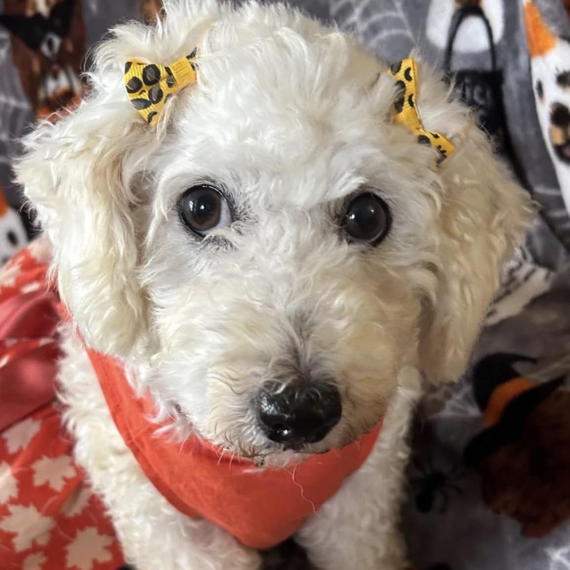 Enlarge Coco Chanel, a Adoptable Bichon Frise in Buffalo, NY image 1/6