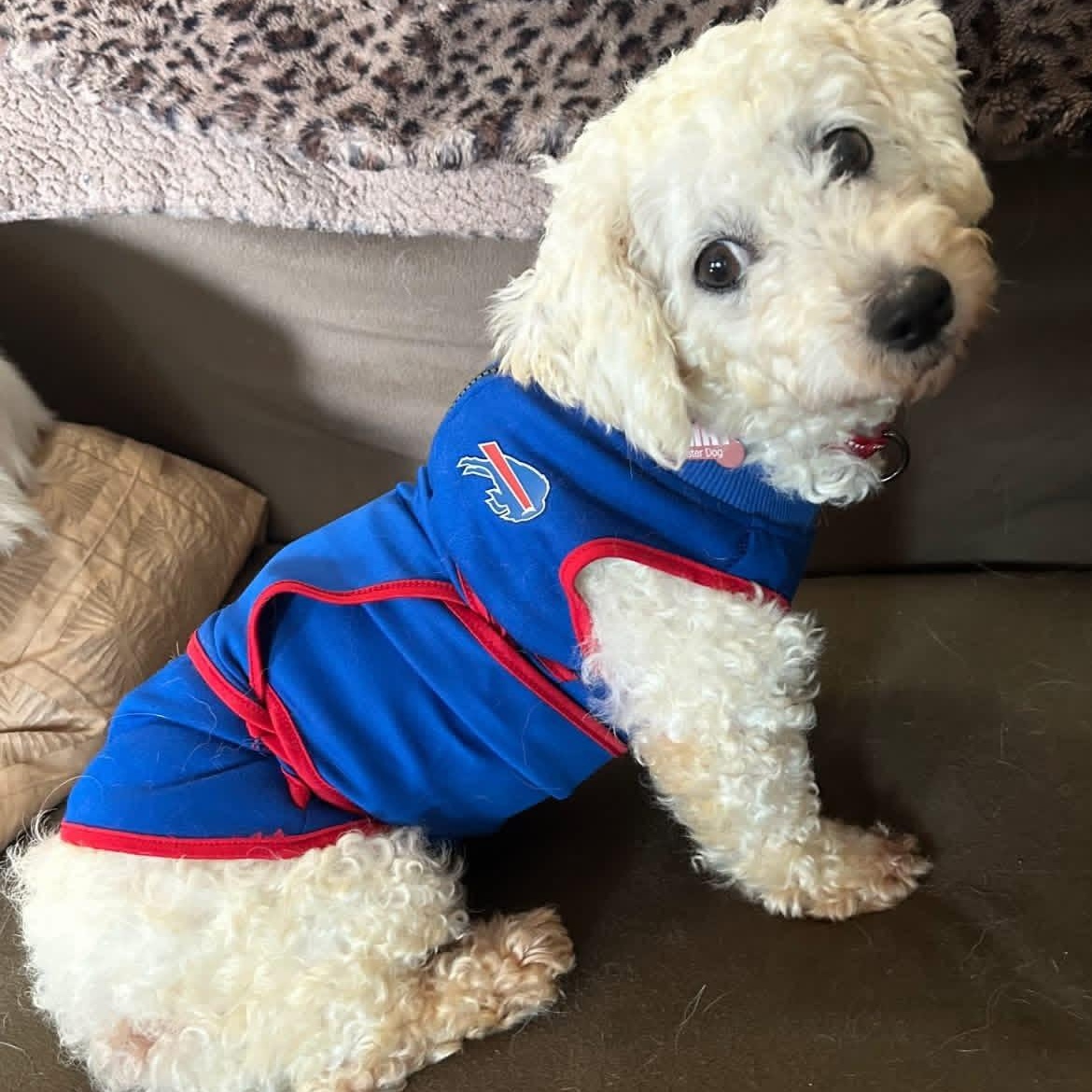 Enlarge Coco Chanel, a Adoptable Bichon Frise in Buffalo, NY image 2/6