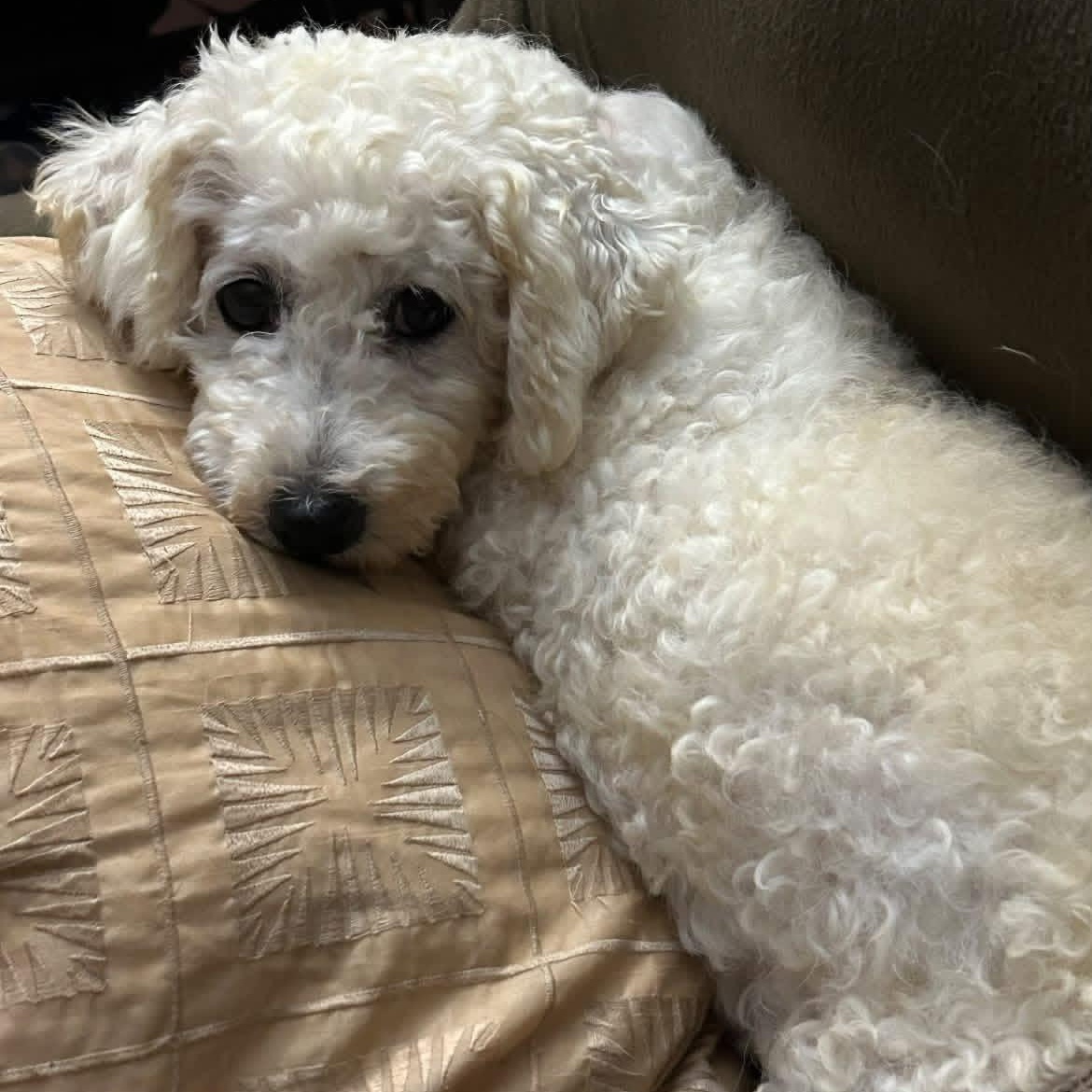 Enlarge Coco Chanel, a Adoptable Bichon Frise in Buffalo, NY image 5/6