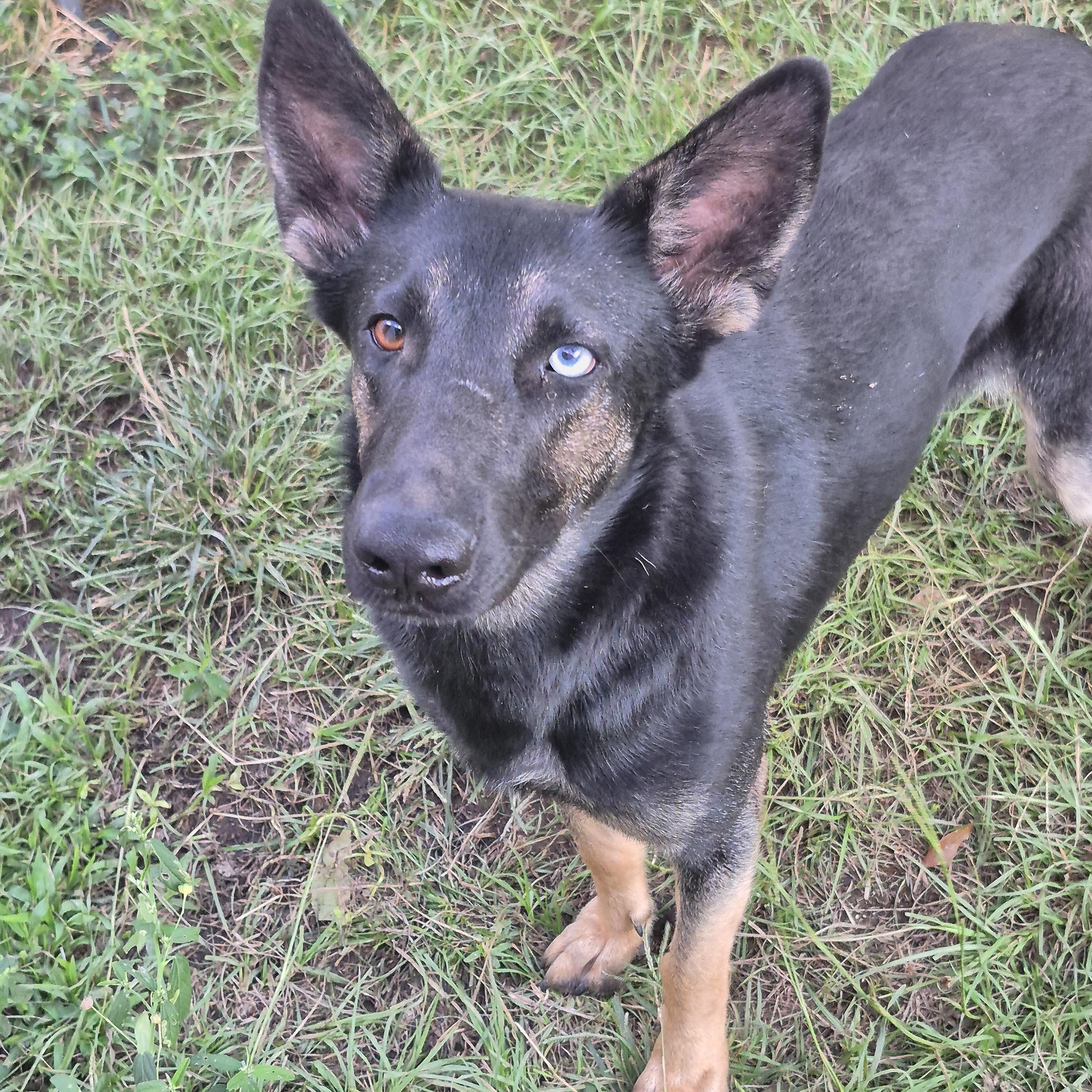 Enlarge Raven, a Adoptable German Shepherd Dog in metairie, LA image 2/5