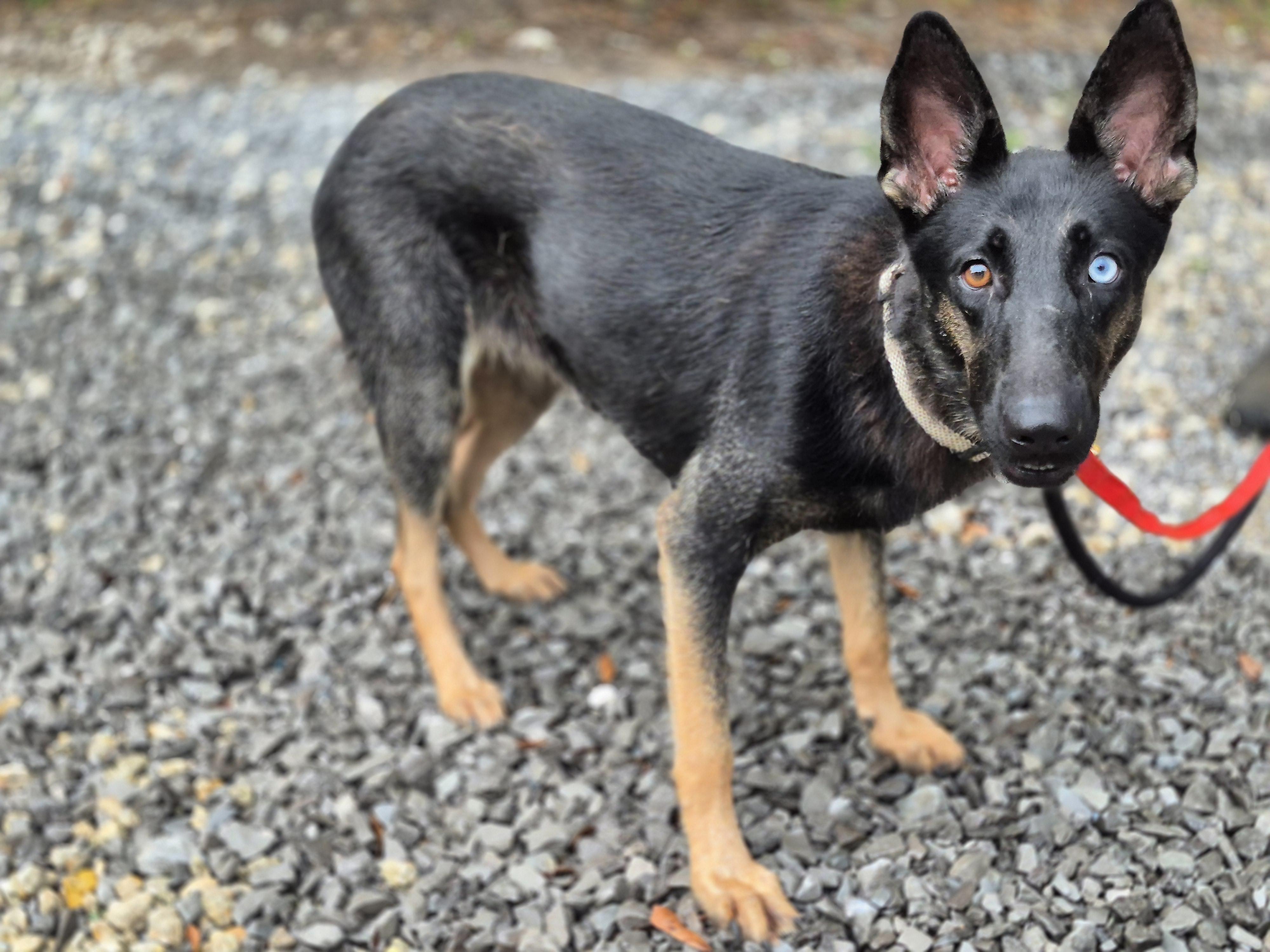 Enlarge Raven, a Adoptable German Shepherd Dog in metairie, LA image 3/5