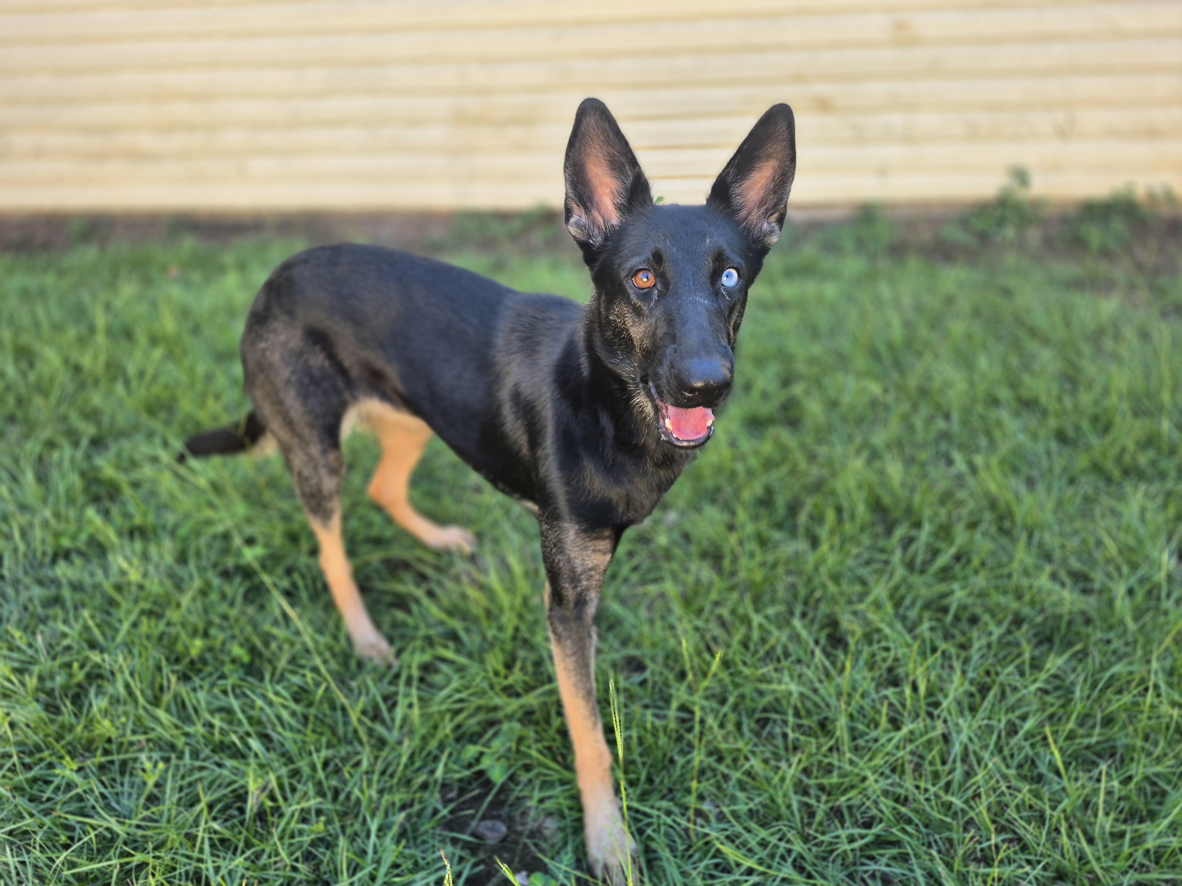 Enlarge Raven, a Adoptable German Shepherd Dog in metairie, LA image 4/5