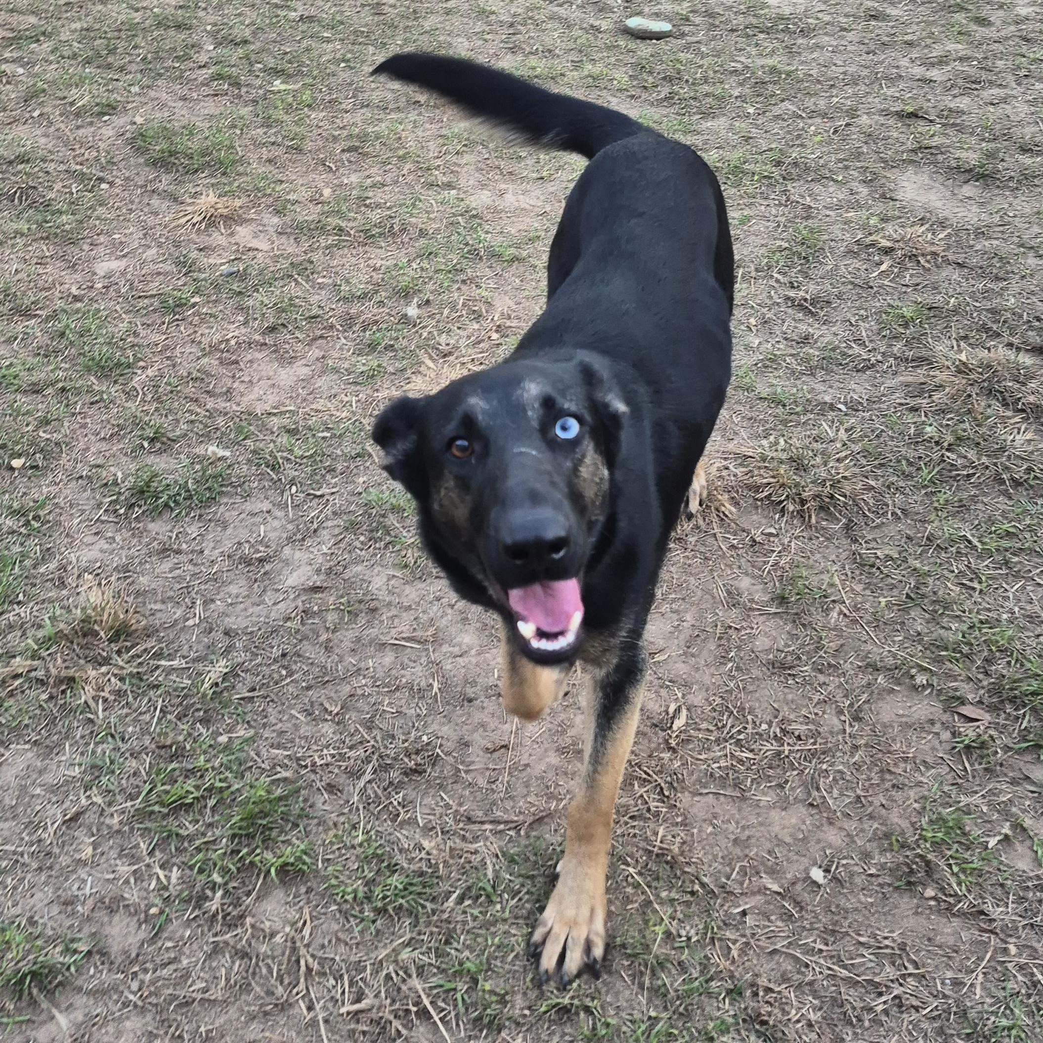 Enlarge Raven, a Adoptable German Shepherd Dog in metairie, LA image 1/5