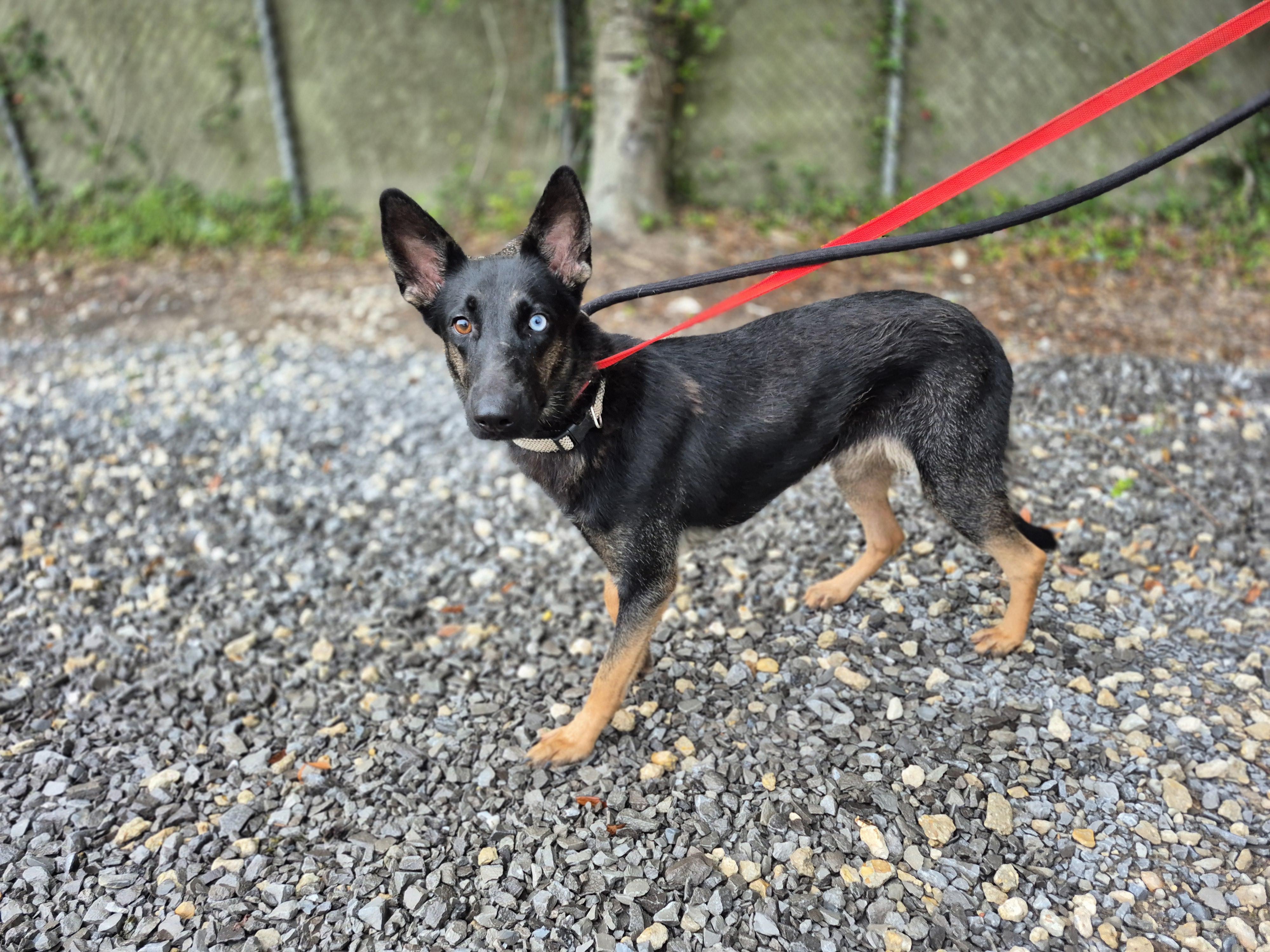 Enlarge Raven, a Adoptable German Shepherd Dog in metairie, LA image 5/5