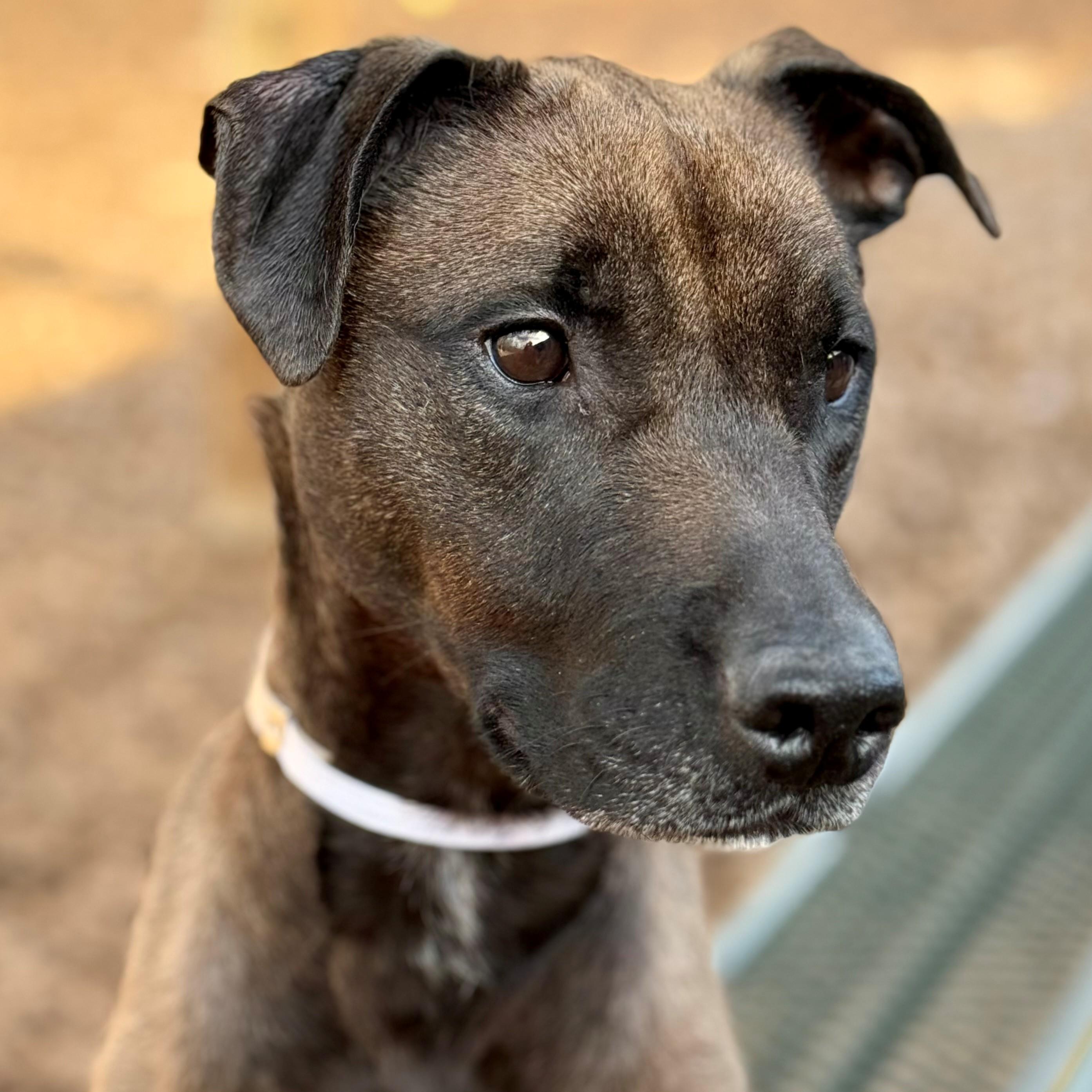 Enlarge Cindy- #50219, a ADOPTABLE mixed breed in Columbia, MD image 1/2
