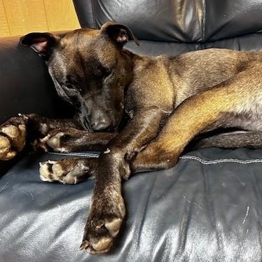 Cindy- #50219, ADOPTABLE, Adult Female Belgian Shepherd / Malinois & Pit Bull Terrier.