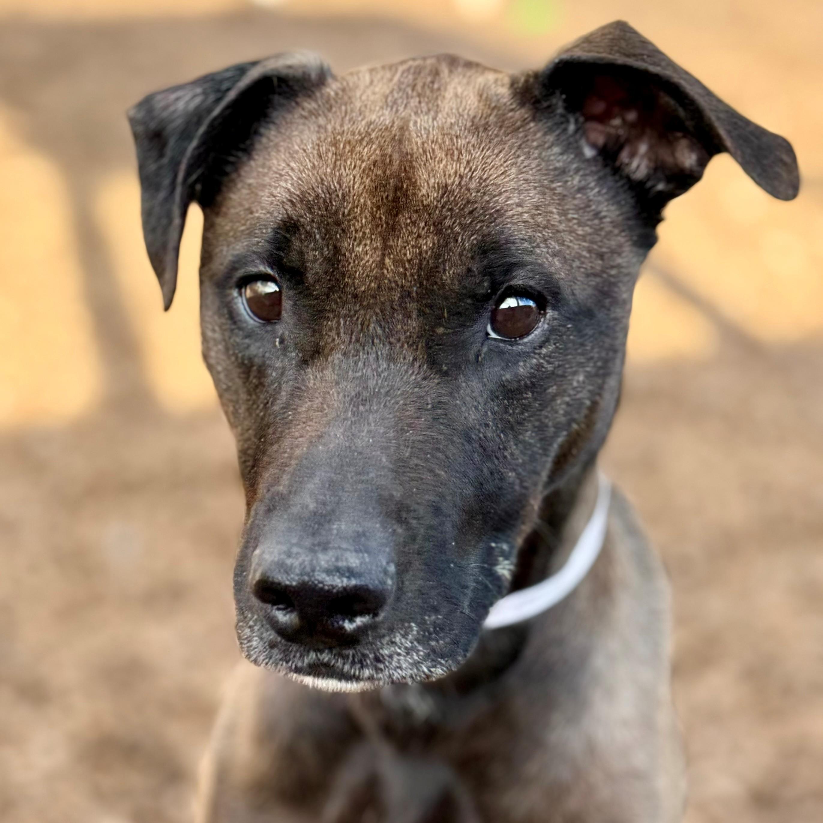 Enlarge Cindy- #50219, a ADOPTABLE mixed breed in Columbia, MD image 2/2