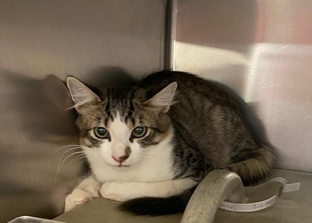 BAILEY, Adoptable, Young Male Domestic Short Hair.