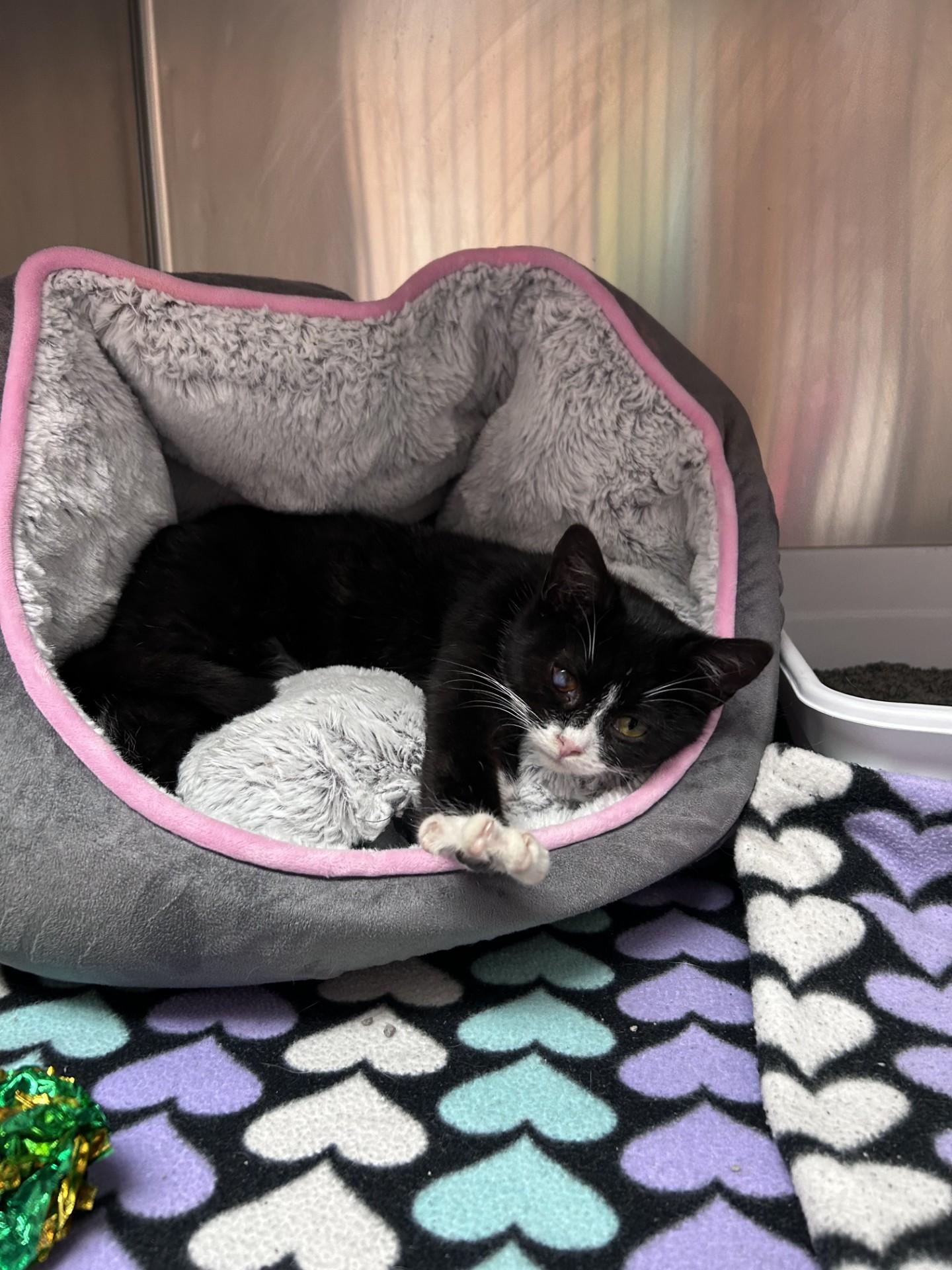 Enlarge Cloudberry, an adopted mixed breed in Greensboro, NC image 3/3