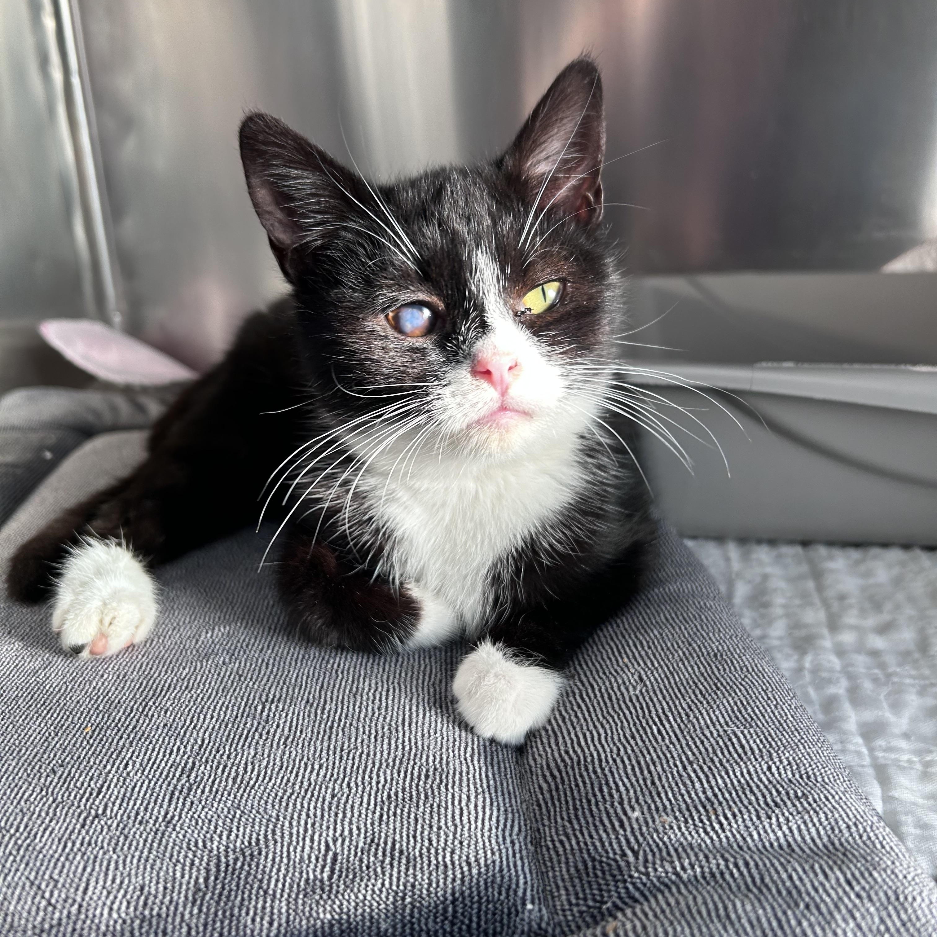 Enlarge Cloudberry, an adopted mixed breed in Greensboro, NC image 2/3