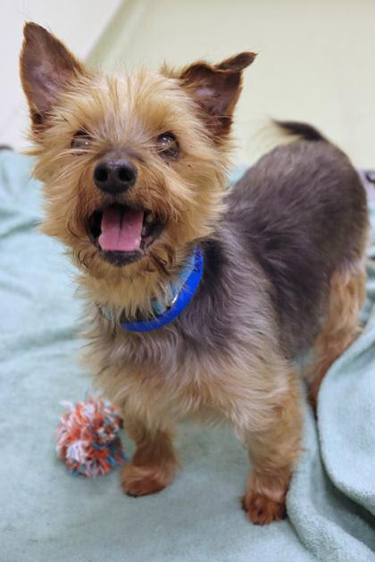 Enlarge Basil, a ADOPTABLE Yorkshire Terrier in Palatine, IL image 1/1