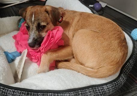 Murphy, a ADOPTABLE Mixed Breed in Schaumburg, IL image 5/6