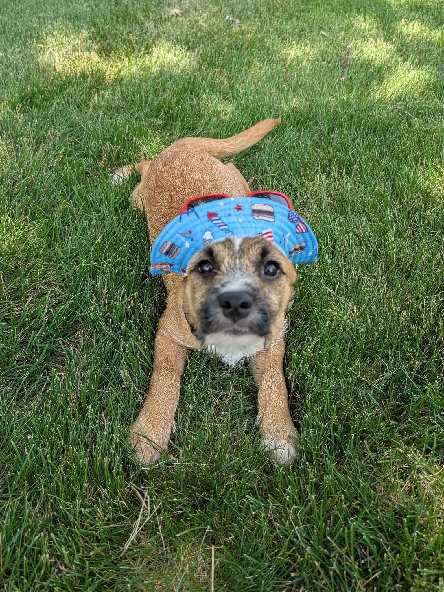 Murphy, a ADOPTABLE Mixed Breed in Schaumburg, IL image 3/6