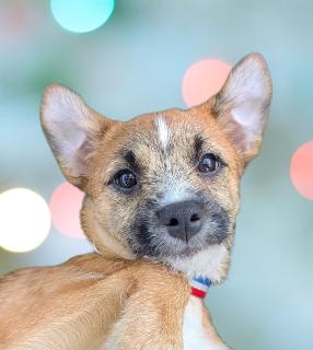 Murphy, a ADOPTABLE Mixed Breed in Schaumburg, IL image 1/6