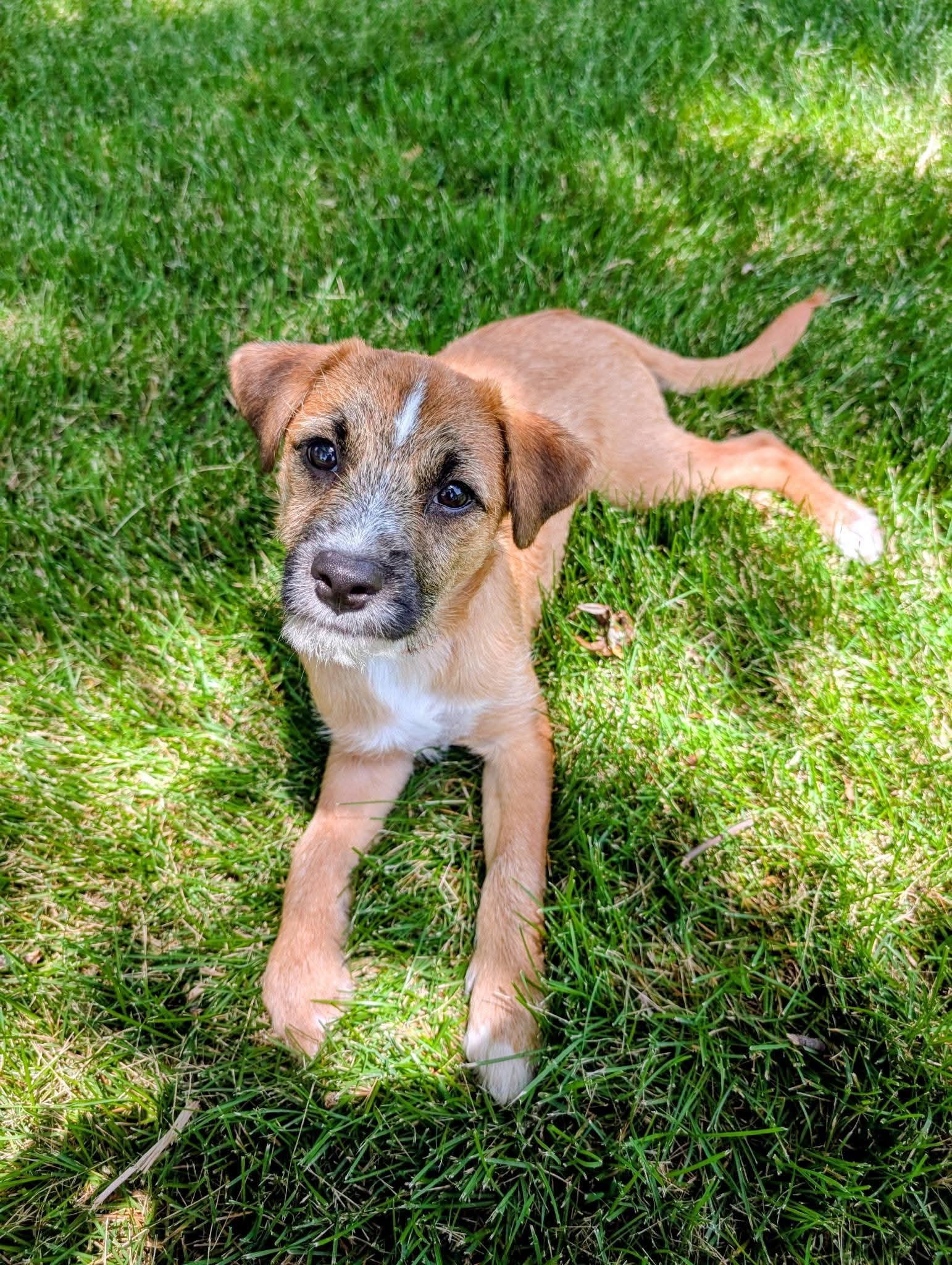 Murphy, a ADOPTABLE Mixed Breed in Schaumburg, IL image 2/6