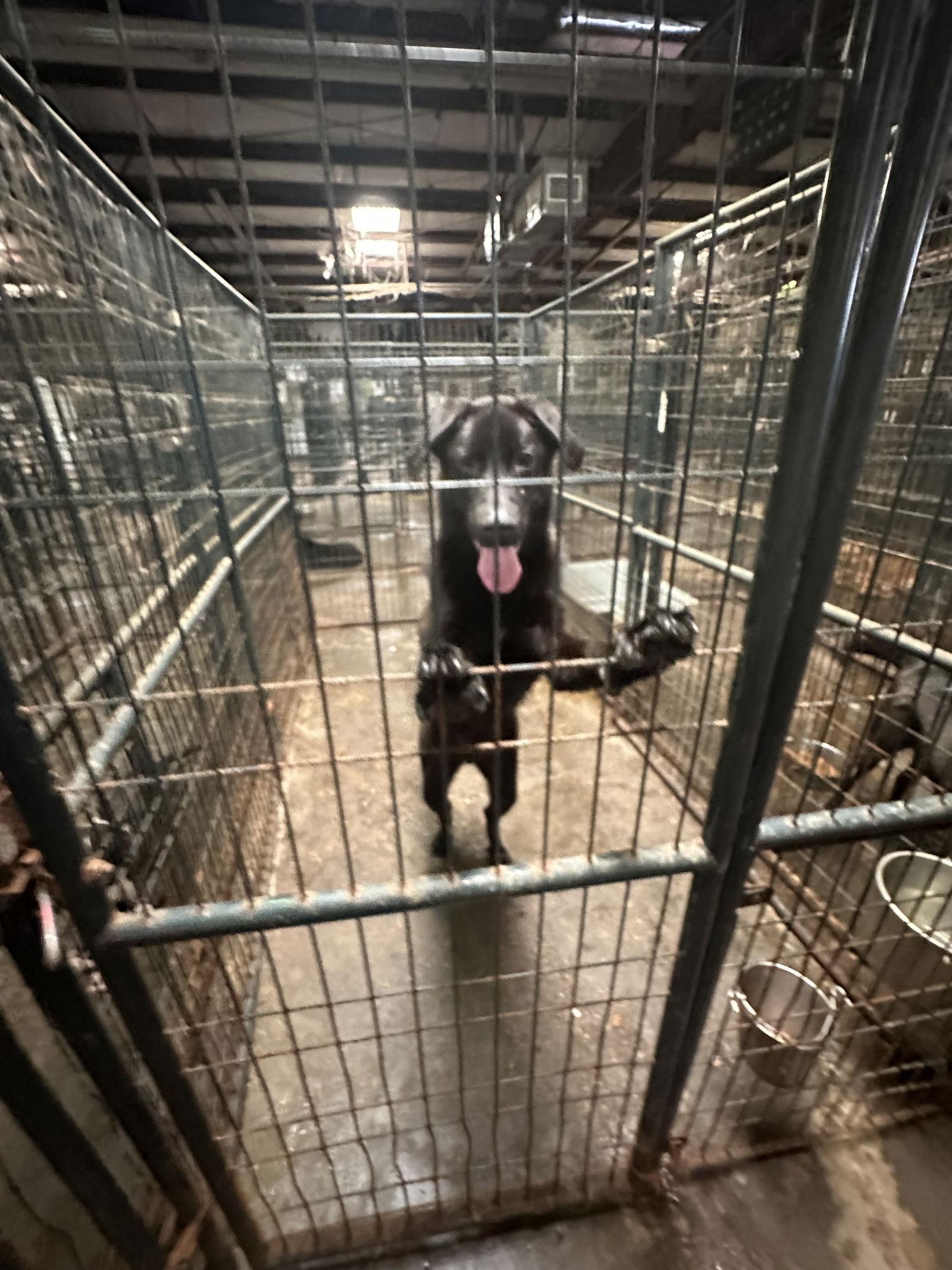 Thrasher — thumbnail 2