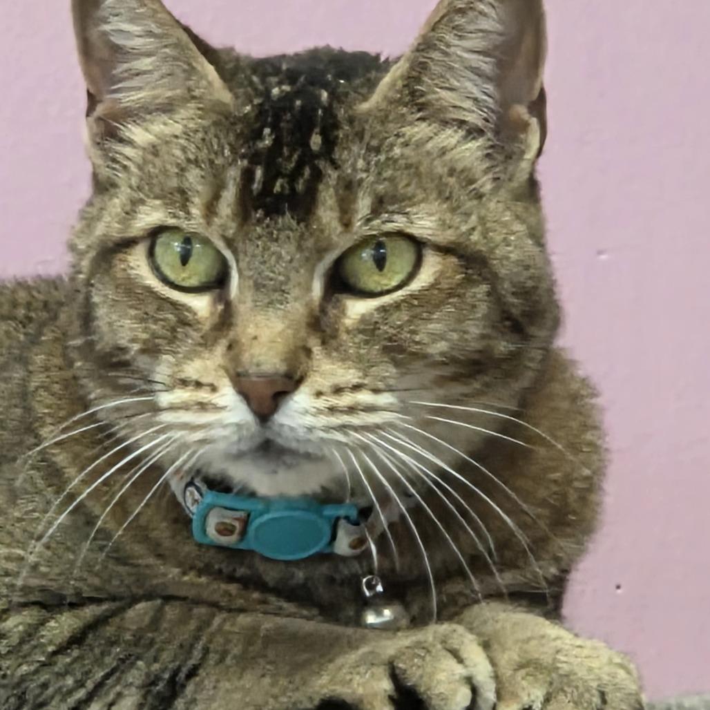 Jazzy, Adoptable, Senior Female Domestic Short Hair.