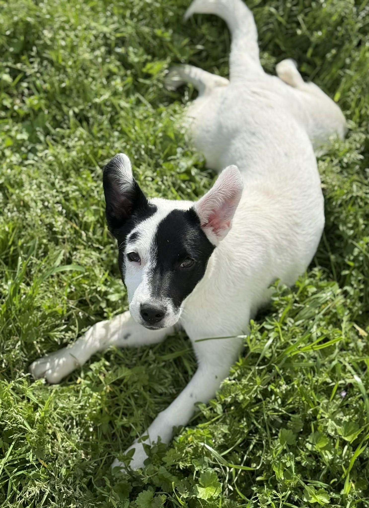 Pepper, an adopted mixed breed in Yuba City, CA image 4/4