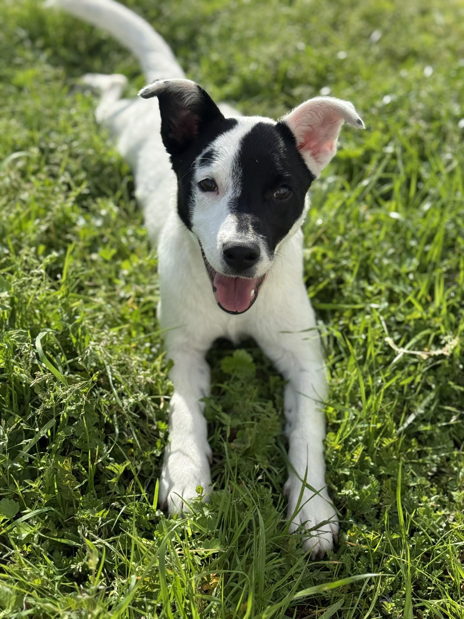 Pepper, an adopted mixed breed in Yuba City, CA image 2/4