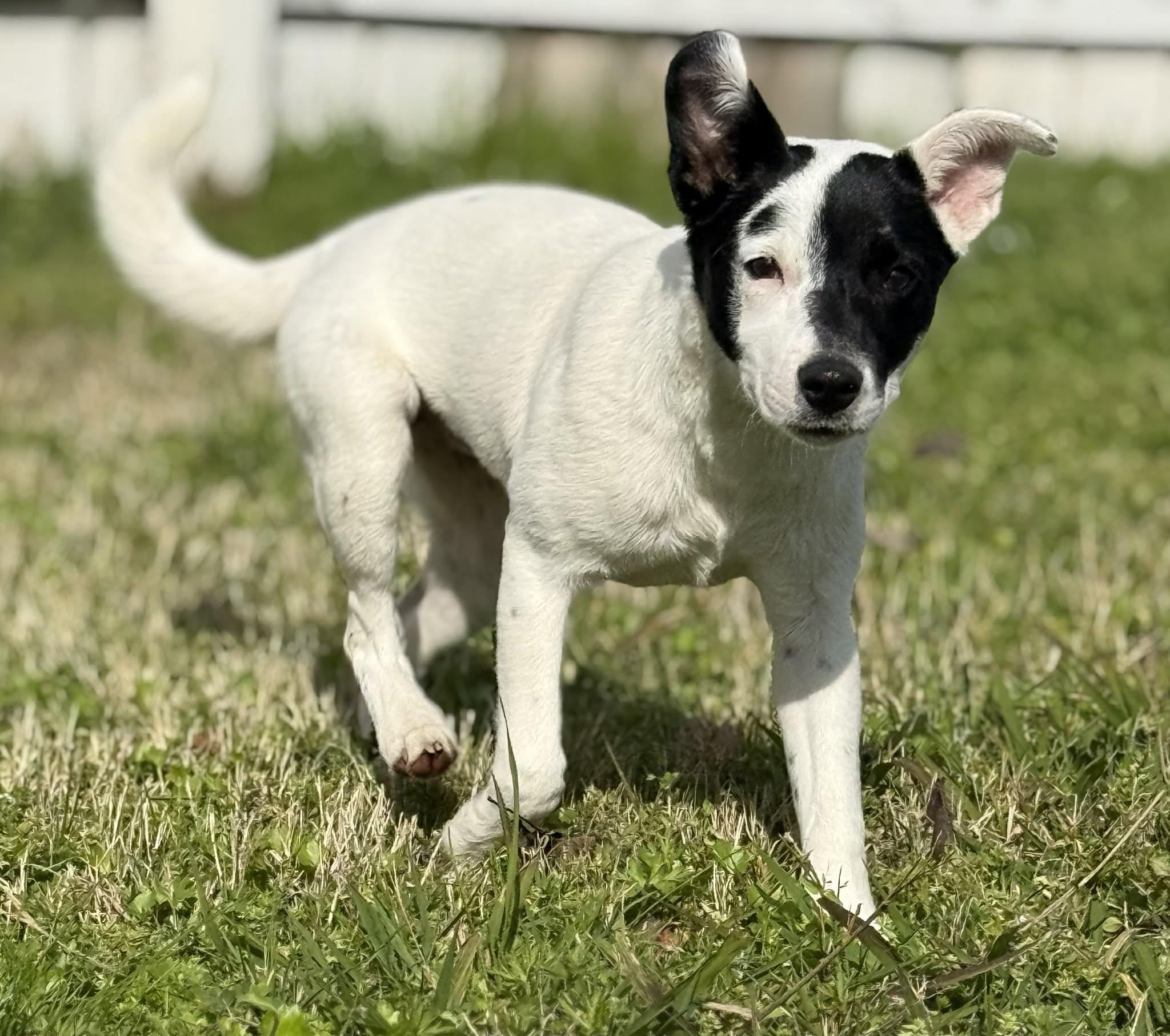 Pepper, adopted, Puppy Female Cattle Dog.