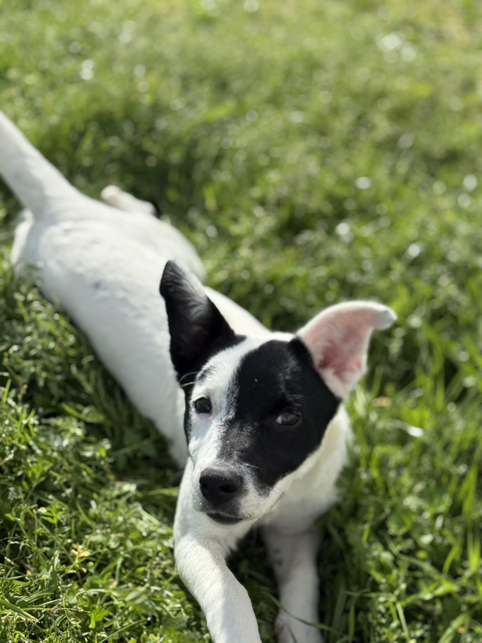 Pepper, an adopted mixed breed in Yuba City, CA image 3/4