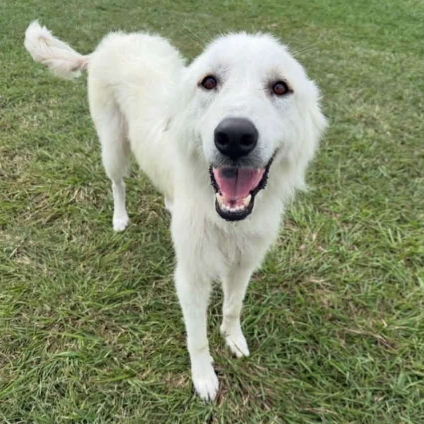 Mabel, Adoptable, Young Female Great Pyrenees.