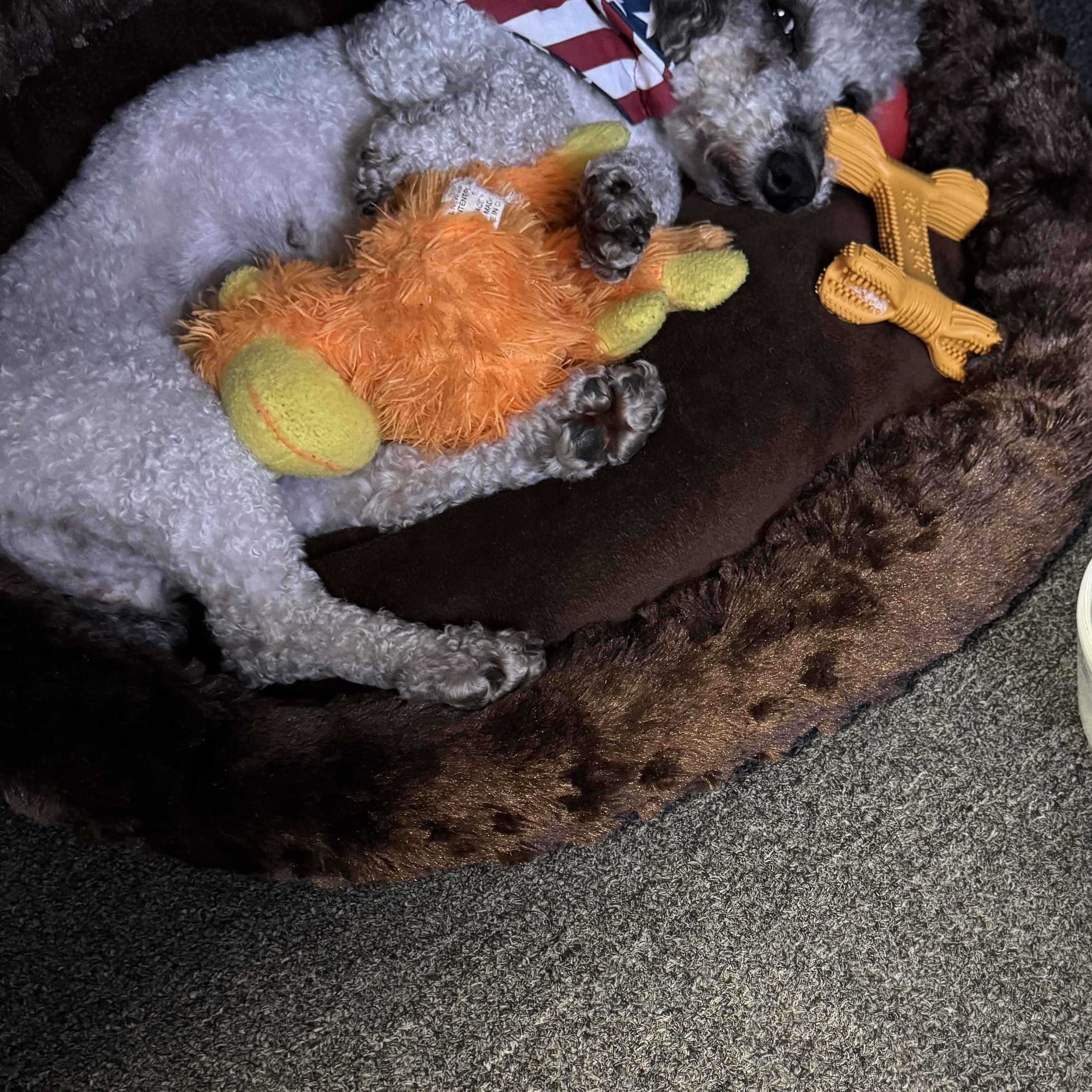 Ginger, a ADOPTABLE Poodle (Toy) in Fredericksburg, VA image 3/4