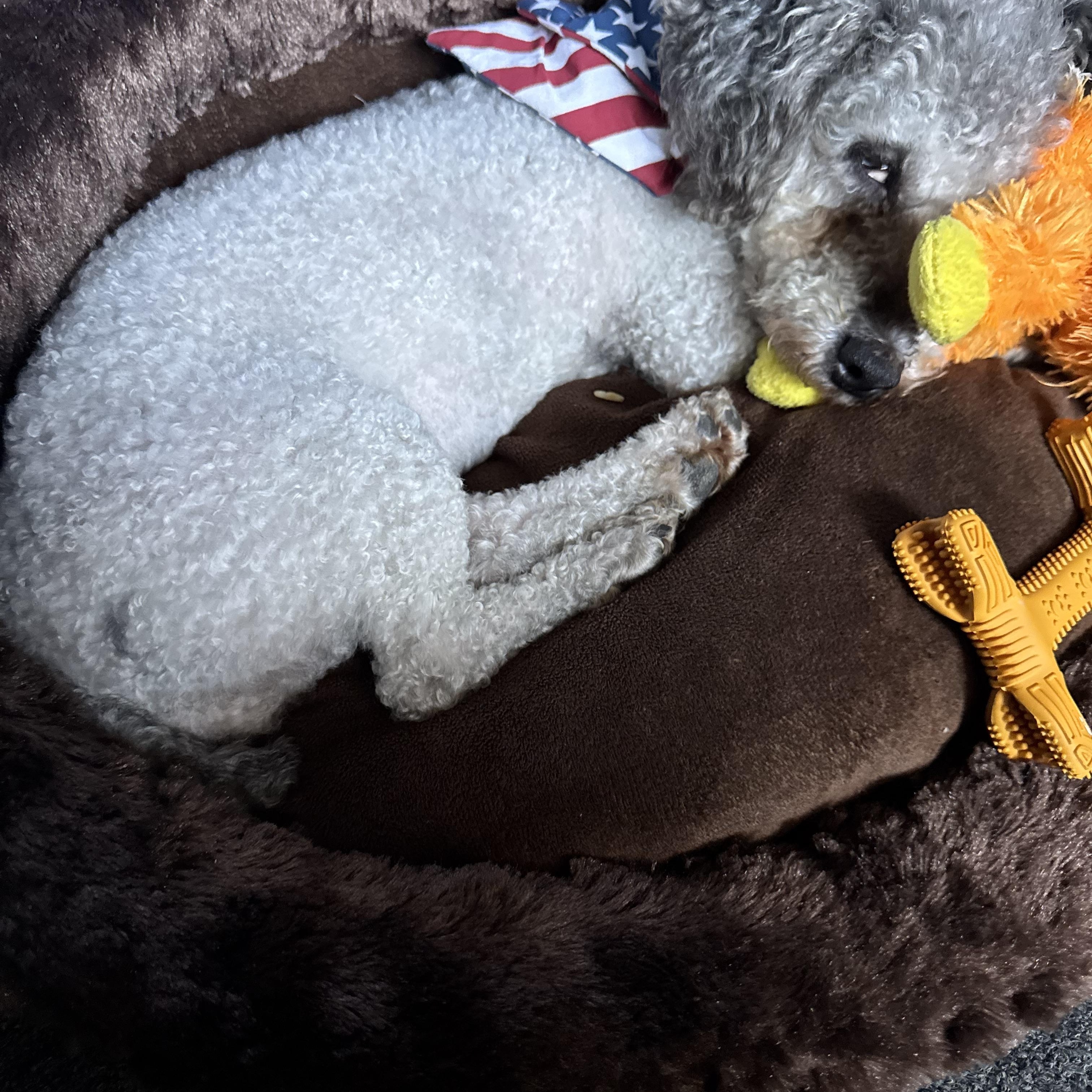 Ginger, a ADOPTABLE Poodle (Toy) in Fredericksburg, VA image 4/4