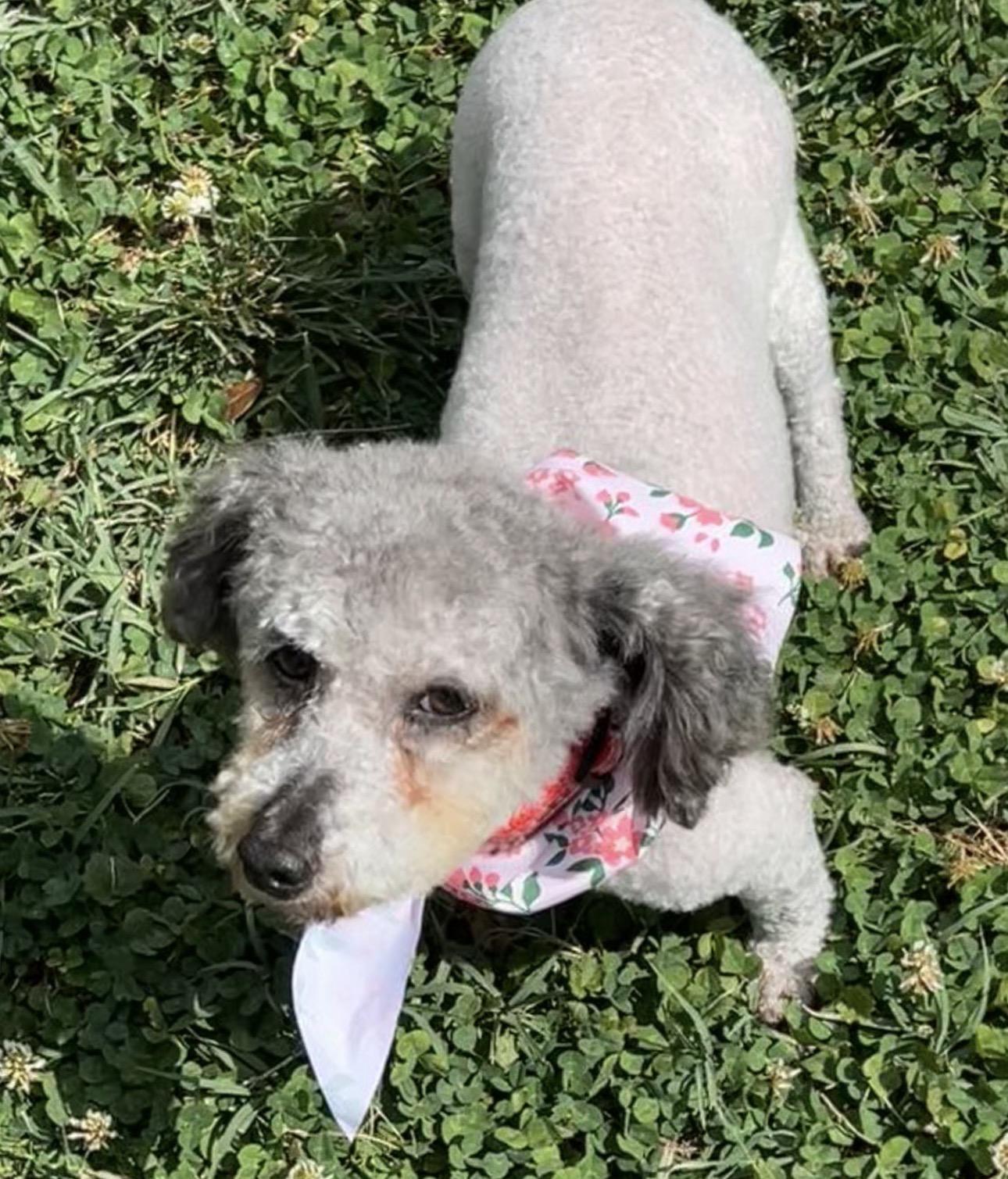 Ginger, a ADOPTABLE Poodle (Toy) in Fredericksburg, VA image 1/4
