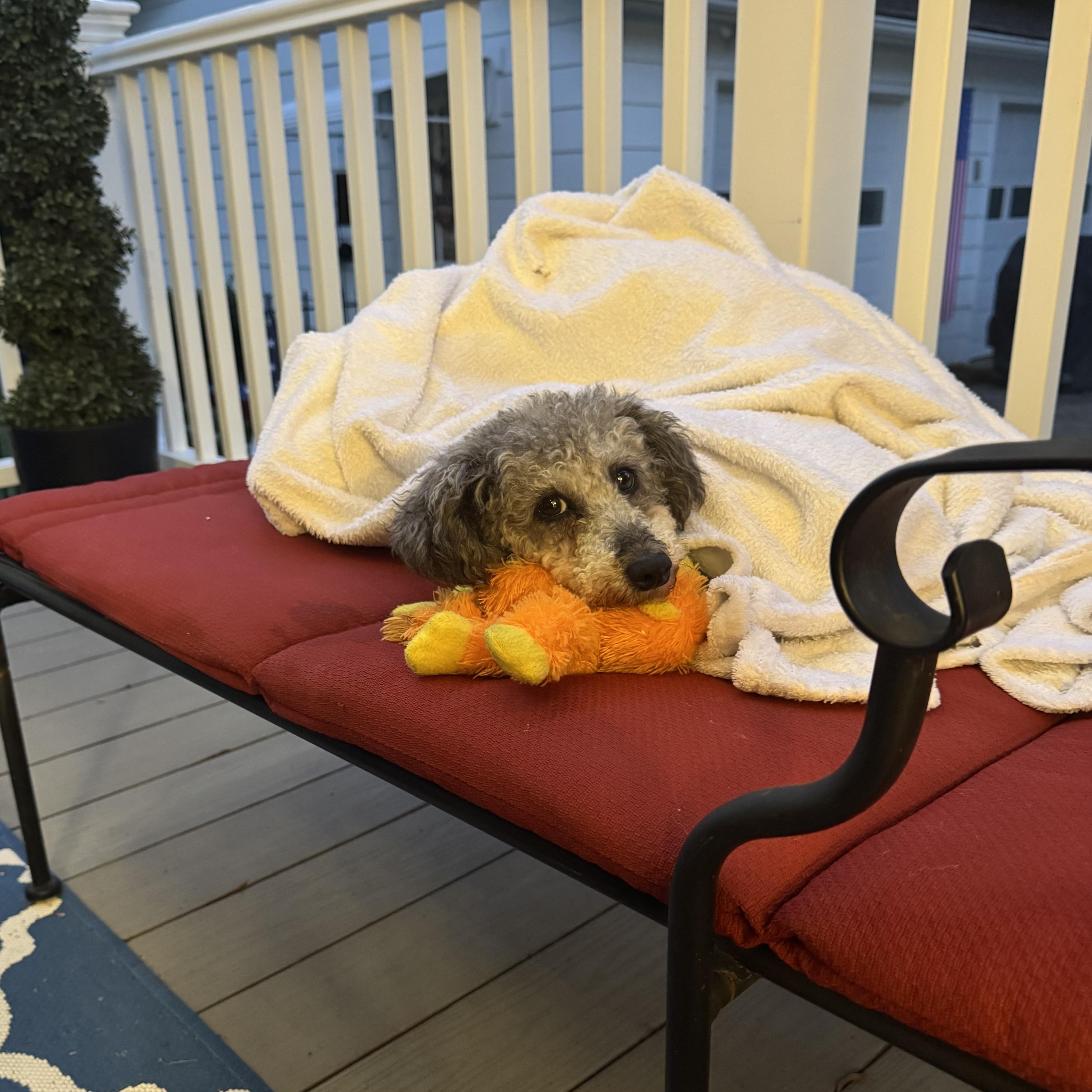 Ginger, a ADOPTABLE Poodle (Toy) in Fredericksburg, VA image 2/4