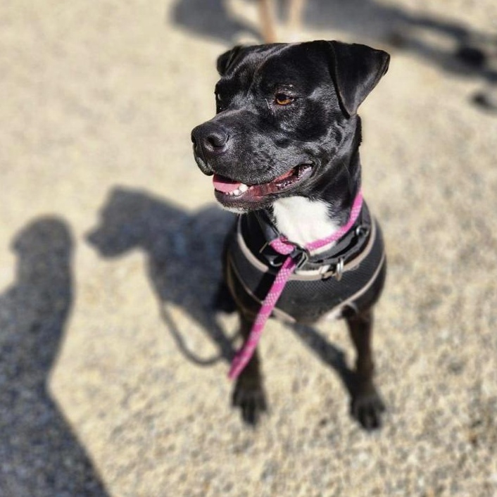 Dog for adoption Capone, a Mixed Breed in Batavia, OH Petfinder