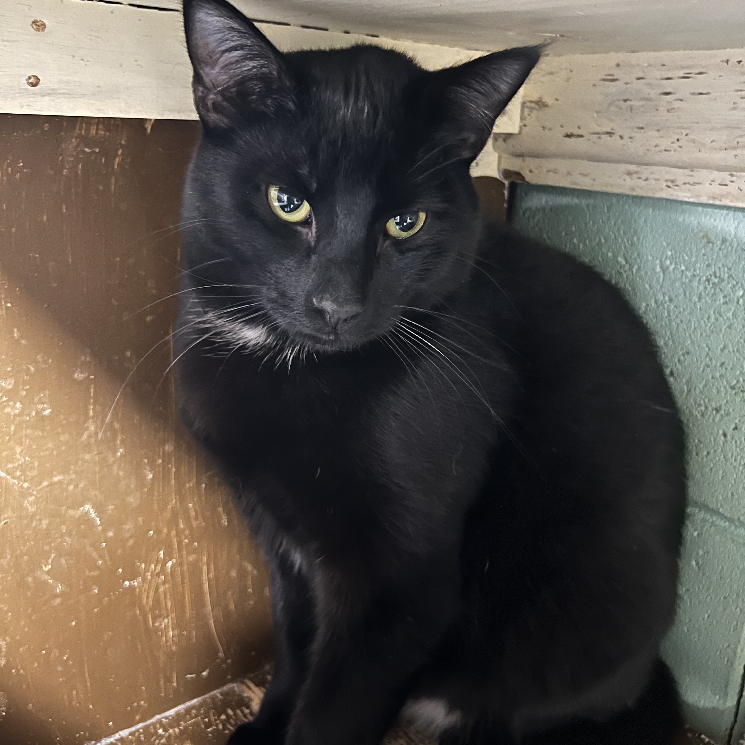 Church, a Adoptable mixed breed in Spencer, IA image 1/2