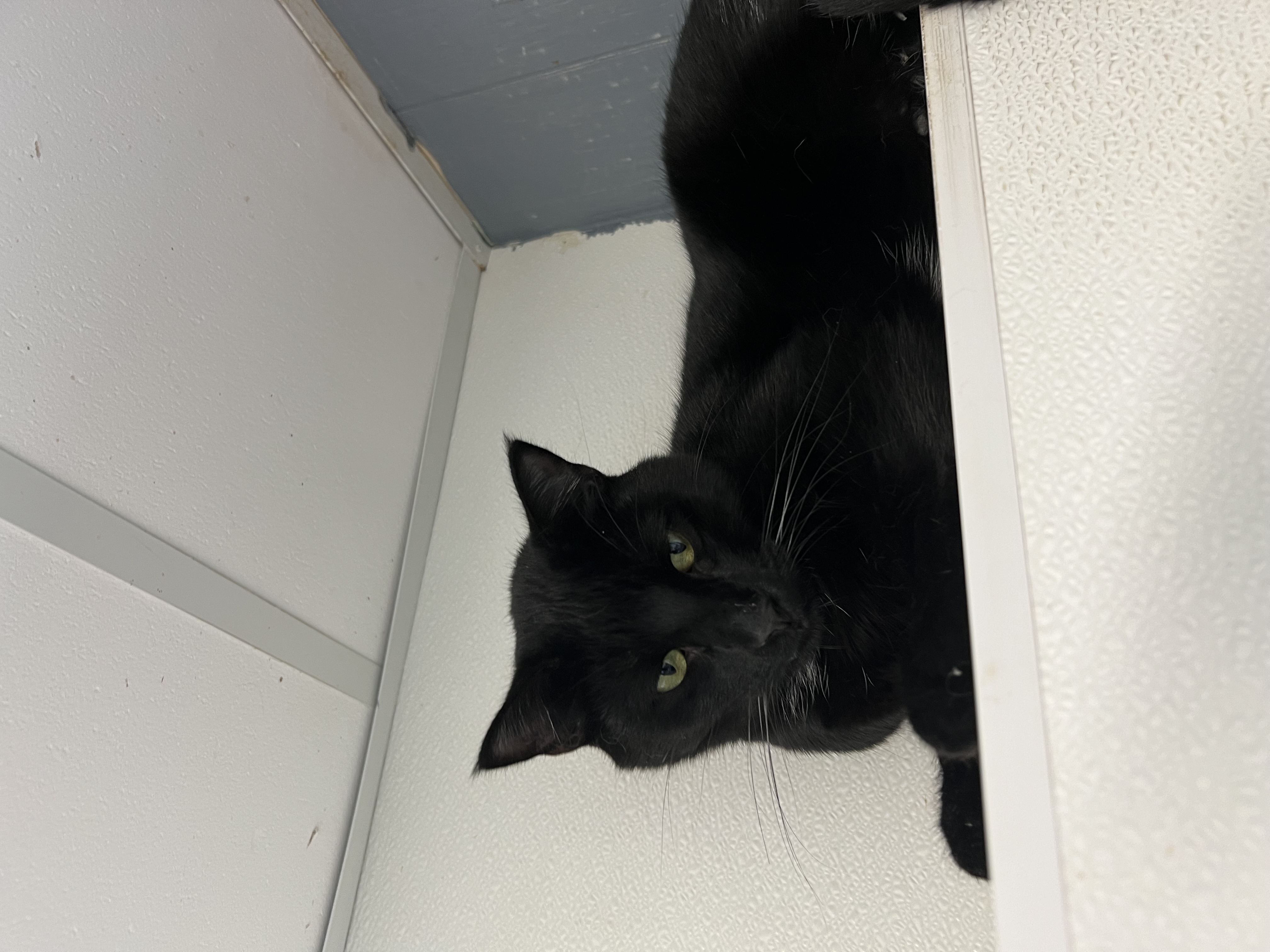 Church, a Adoptable mixed breed in Spencer, IA image 2/2