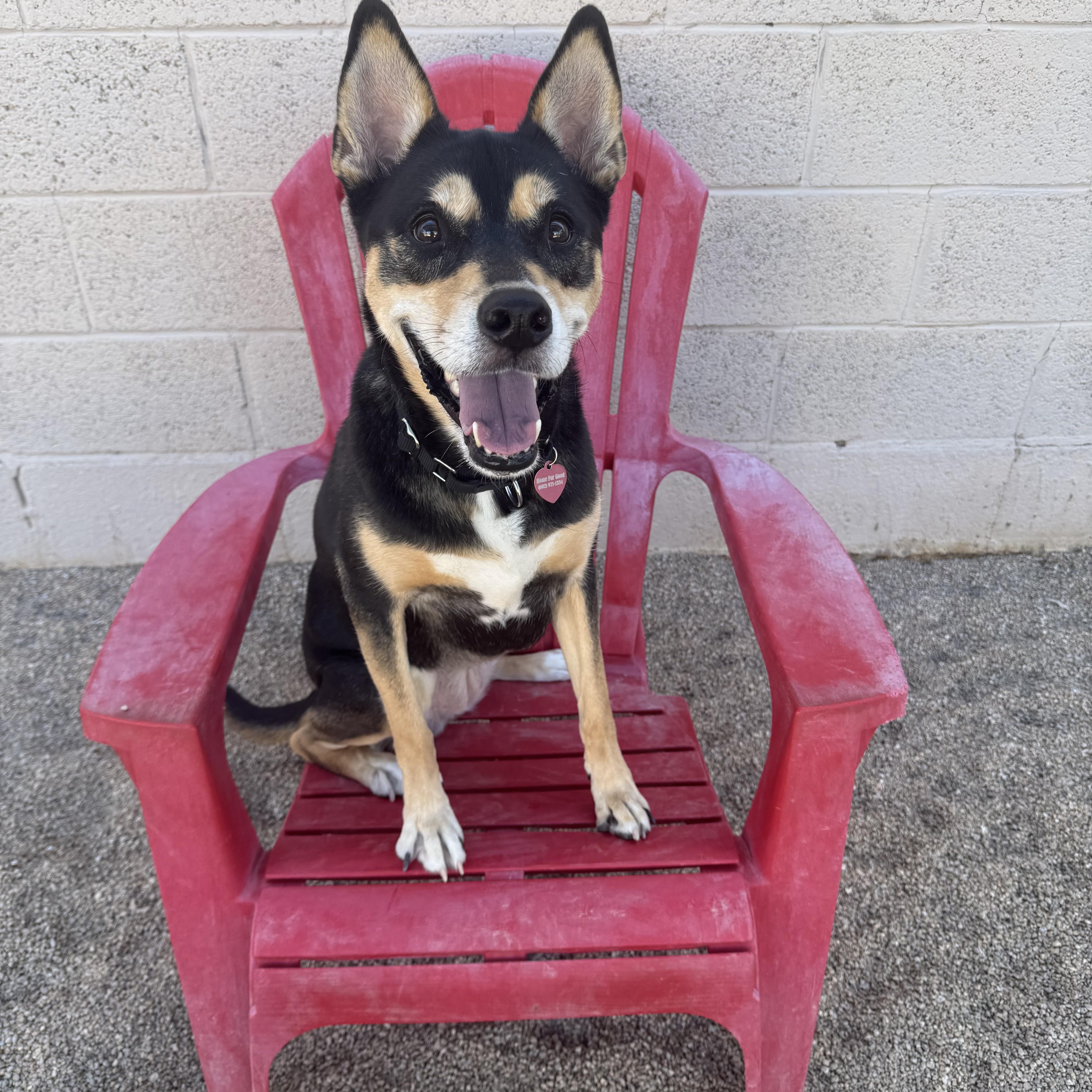 Mavis, Adoptable, Adult Female Australian Cattle Dog / Blue Heeler.