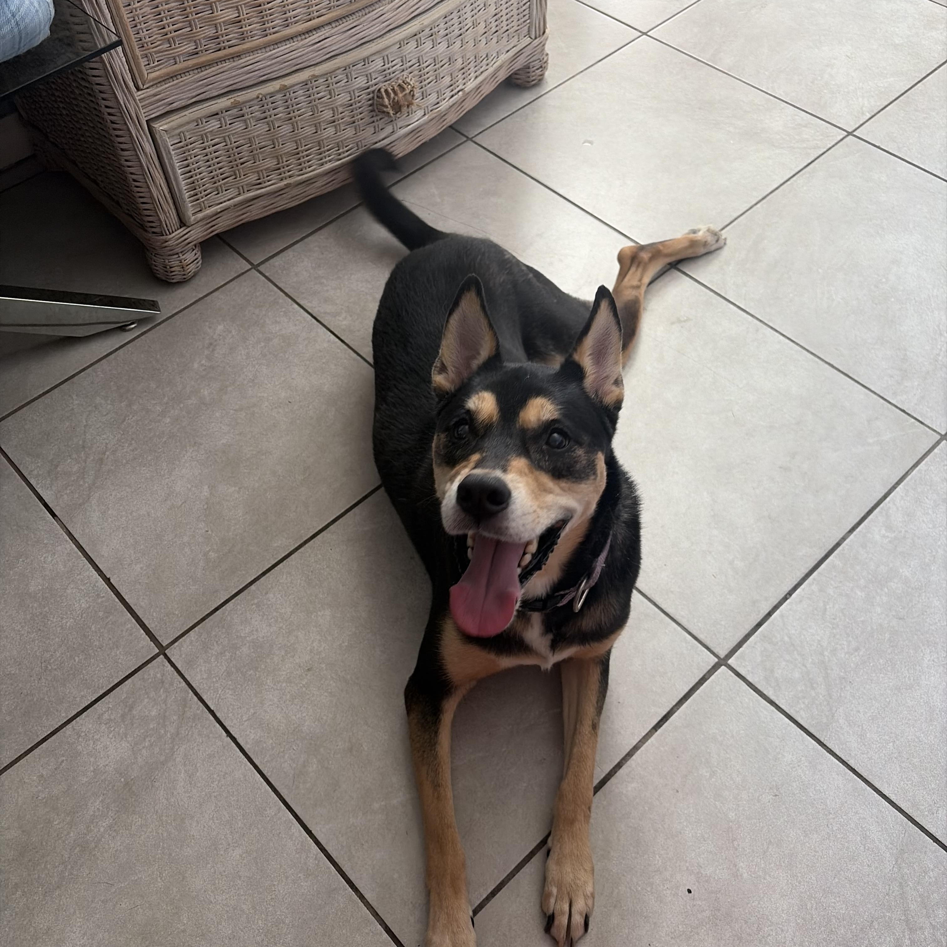 Enlarge Mavis, a Adoptable mixed breed in Phoenix, AZ image 3/5