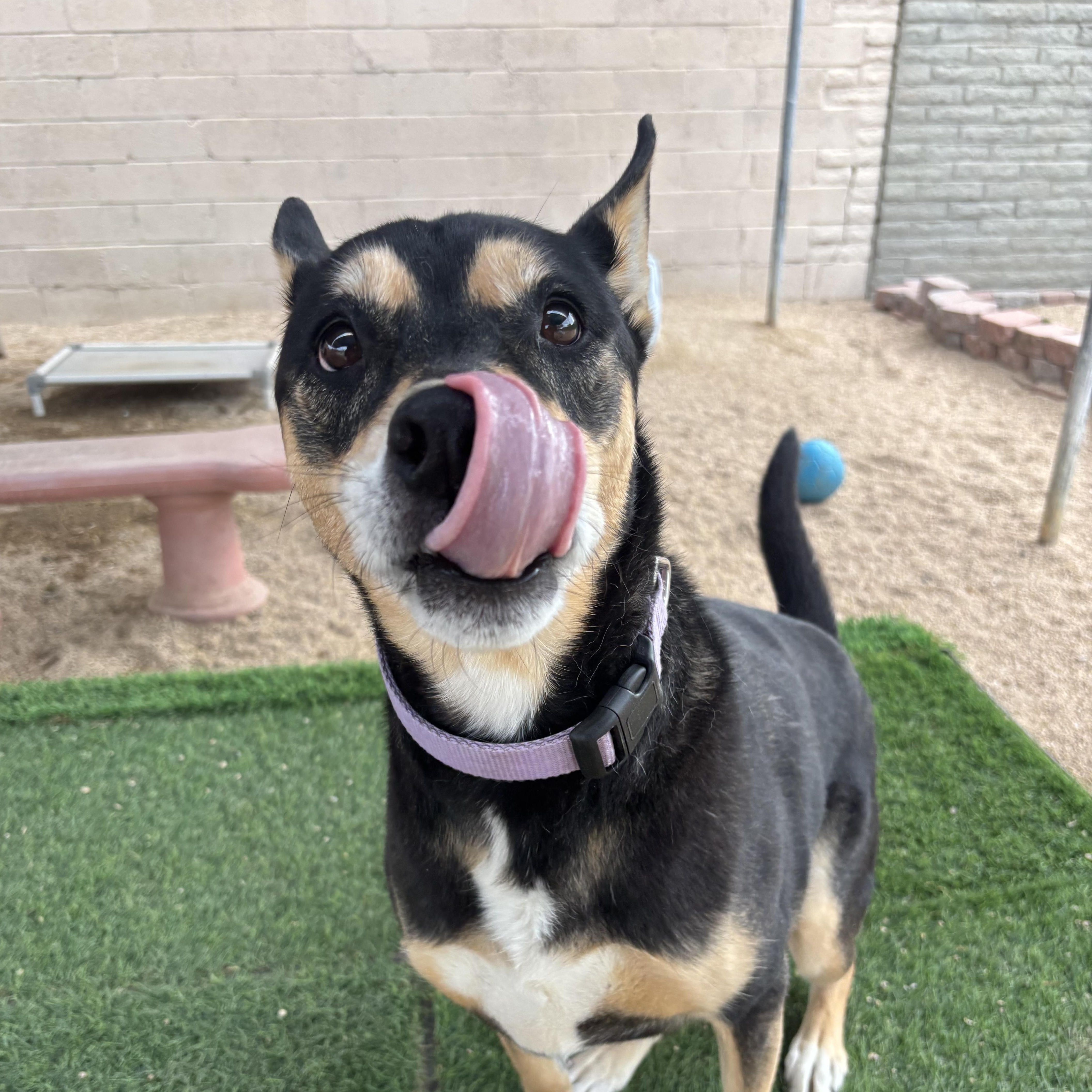 Enlarge Mavis, a Adoptable mixed breed in Phoenix, AZ image 2/5