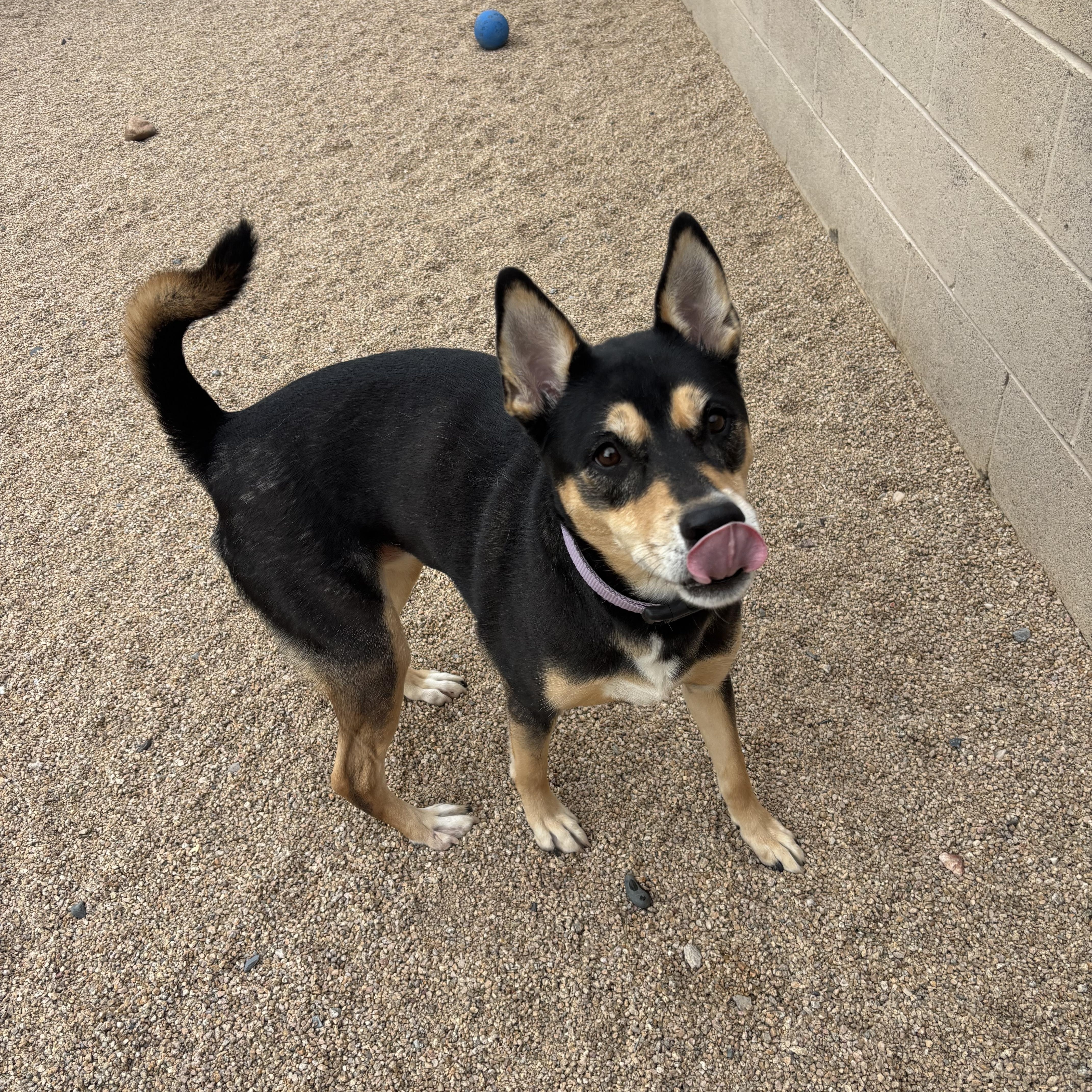 Enlarge Mavis, a Adoptable mixed breed in Phoenix, AZ image 4/5